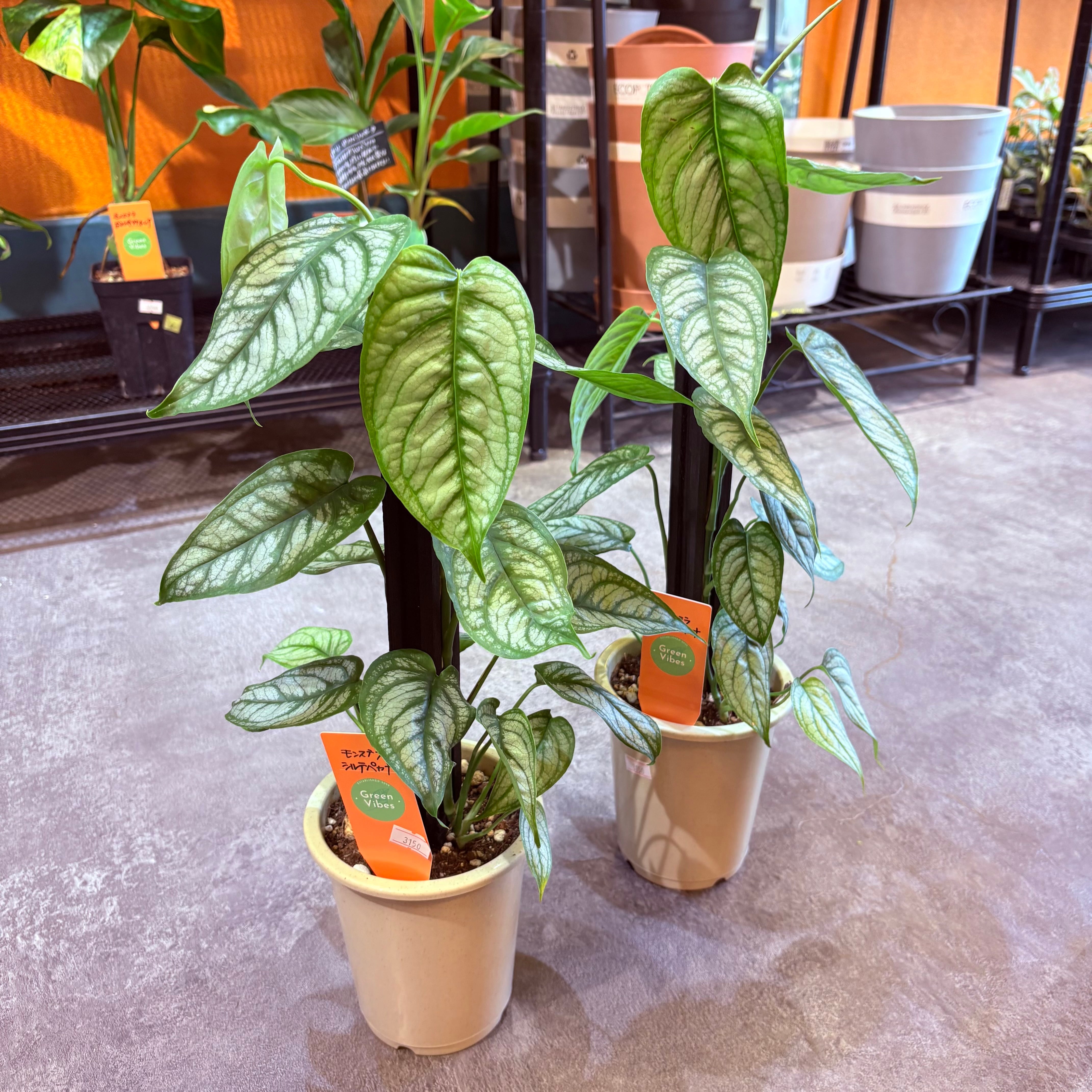 モンステラ シルテペカナ 4号 | Green Vibes 宇都宮市の観葉植物専門店