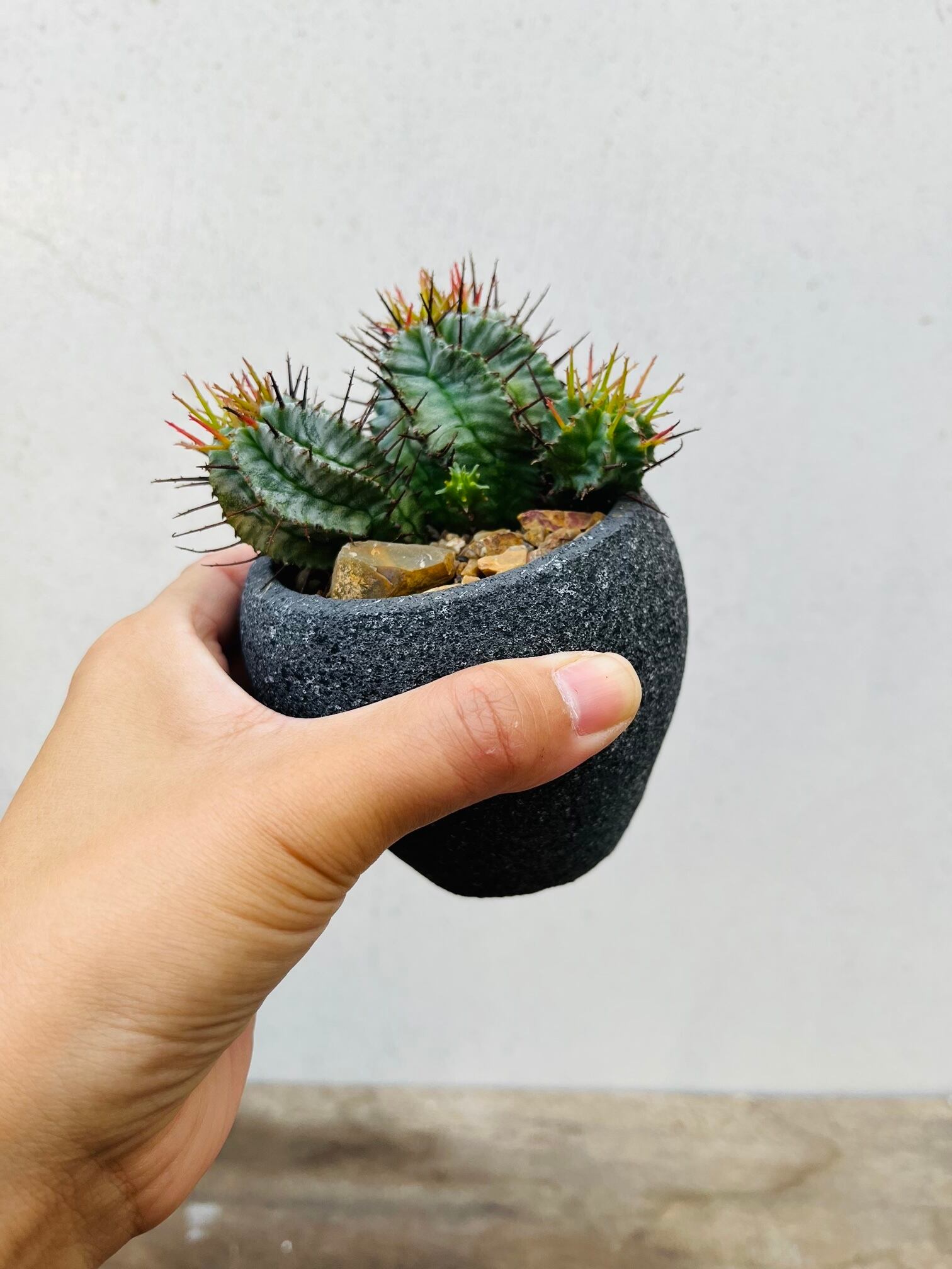 Euphorbia Horrida ユーフォルビア・ホリダ 群生 多肉植物 Euphorbia Horrida ユーフォルビア・ホリダ 群生 多肉植物