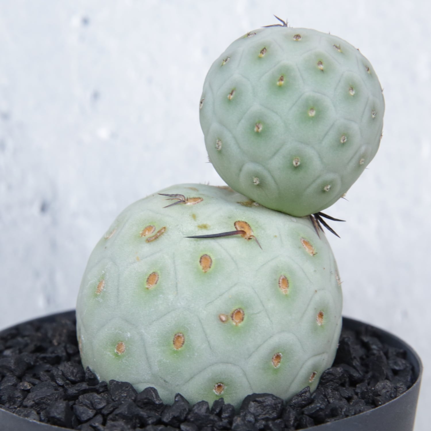 (希少、優良株) 現地球石化　大玉　テフロカクタスゲオメトリクス 大球 最大幅 5cm 2球 ダブル テフロカクタス ゲオメトリクス