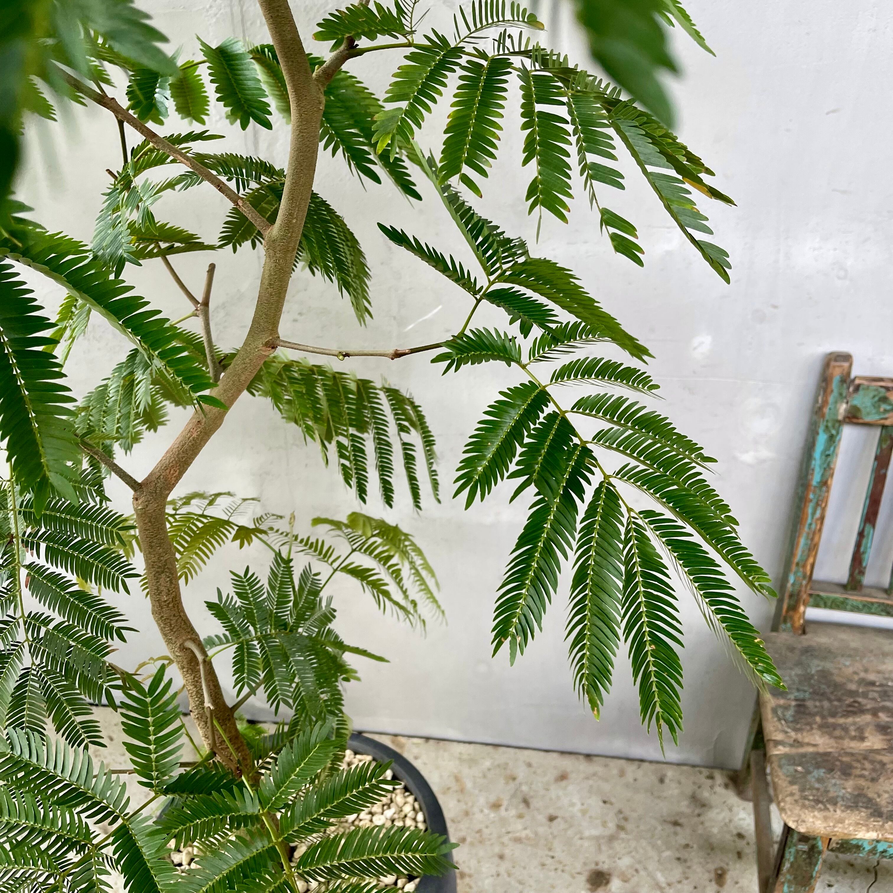 大型 エバーフレッシュ 螺旋仕立て バルーン陶器鉢 植え込み発送 