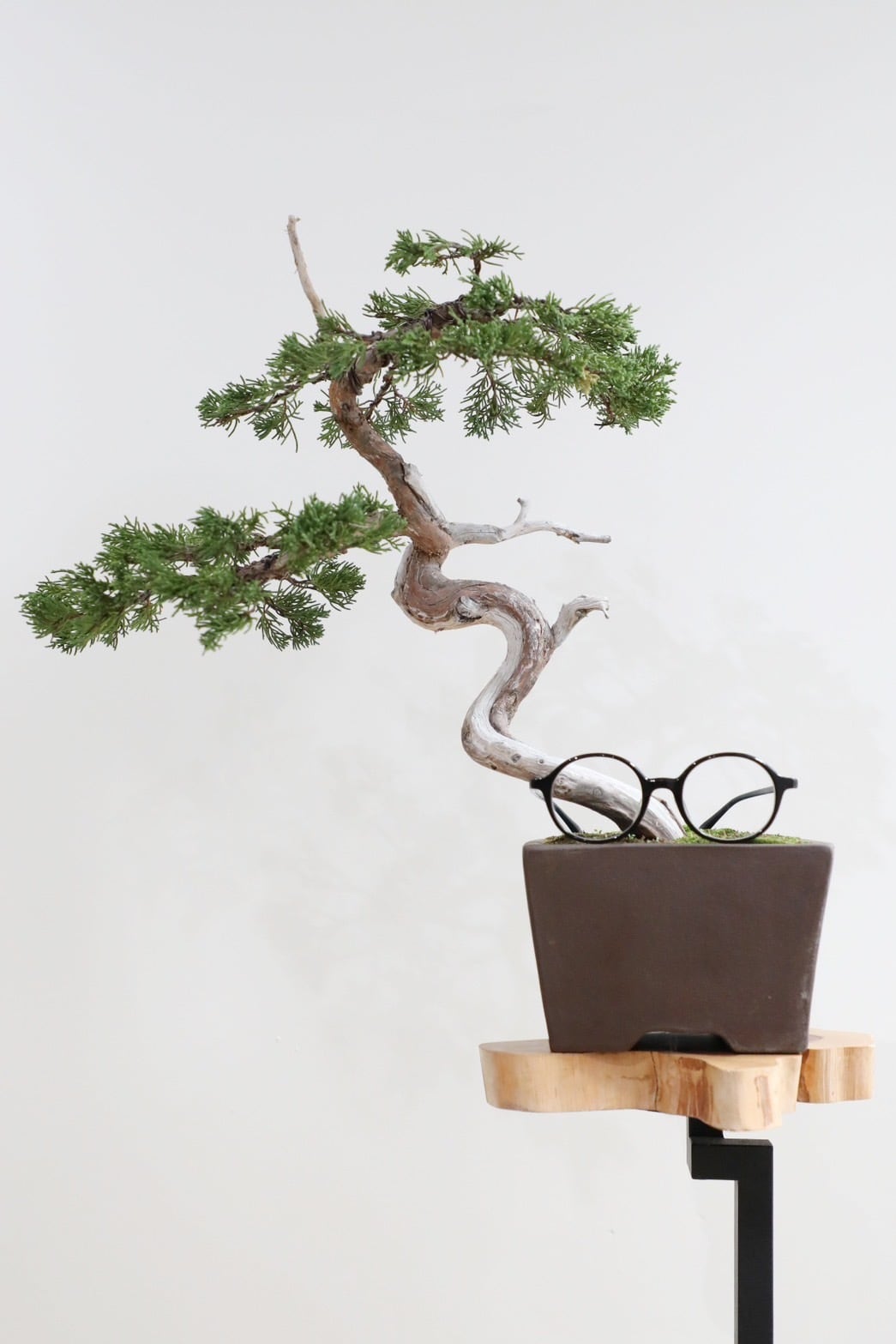 M】杜松 盆栽/Needle Juniper bonsai ※陶器鉢付き | 【厳選植物・器