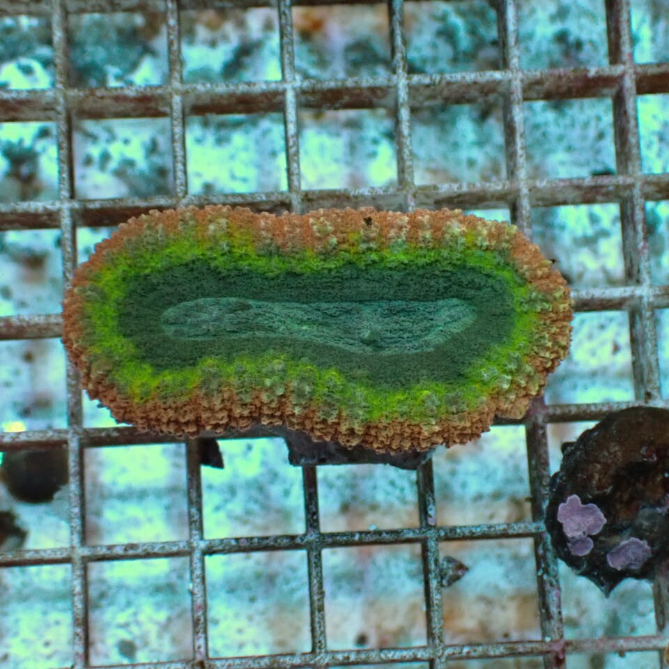 ハナガタサンゴ | HOUSE REEF(ハウスリーフ)サンゴ・海水魚・海藻