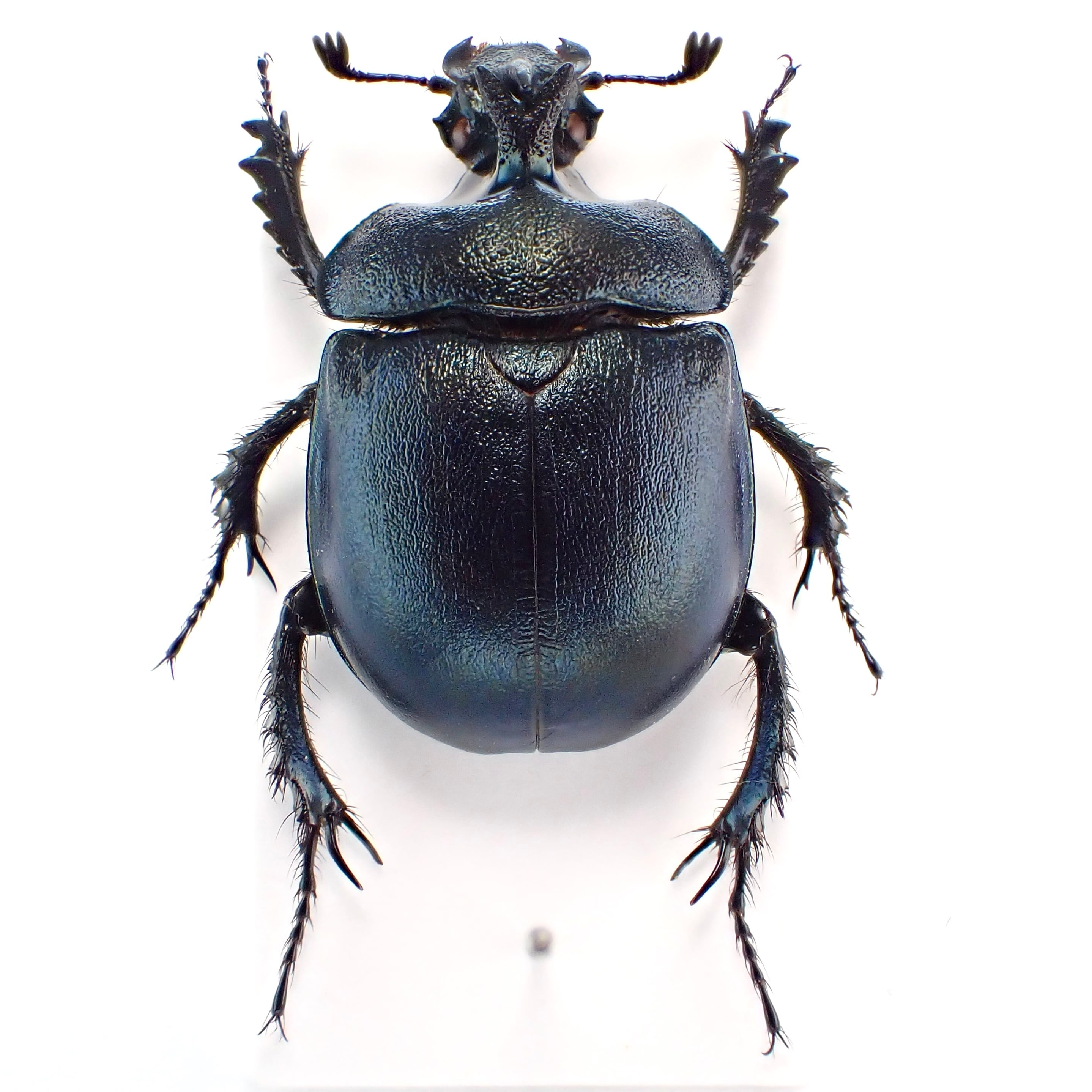 中国産 Enoplotrupes largeteaui ♂♀ 25mm/28mm | 昆虫標本 中国産 Enoplotrupes largeteaui ♂♀ 25mm/28mm | 昆虫標本