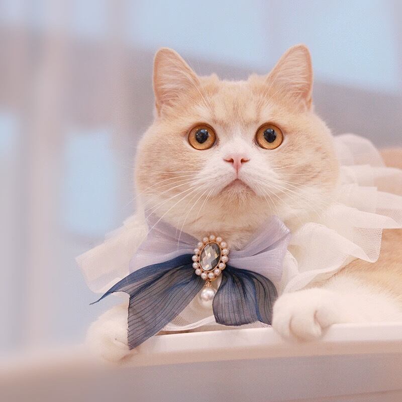 シアーブルーリボンエプロン 猫 付け襟