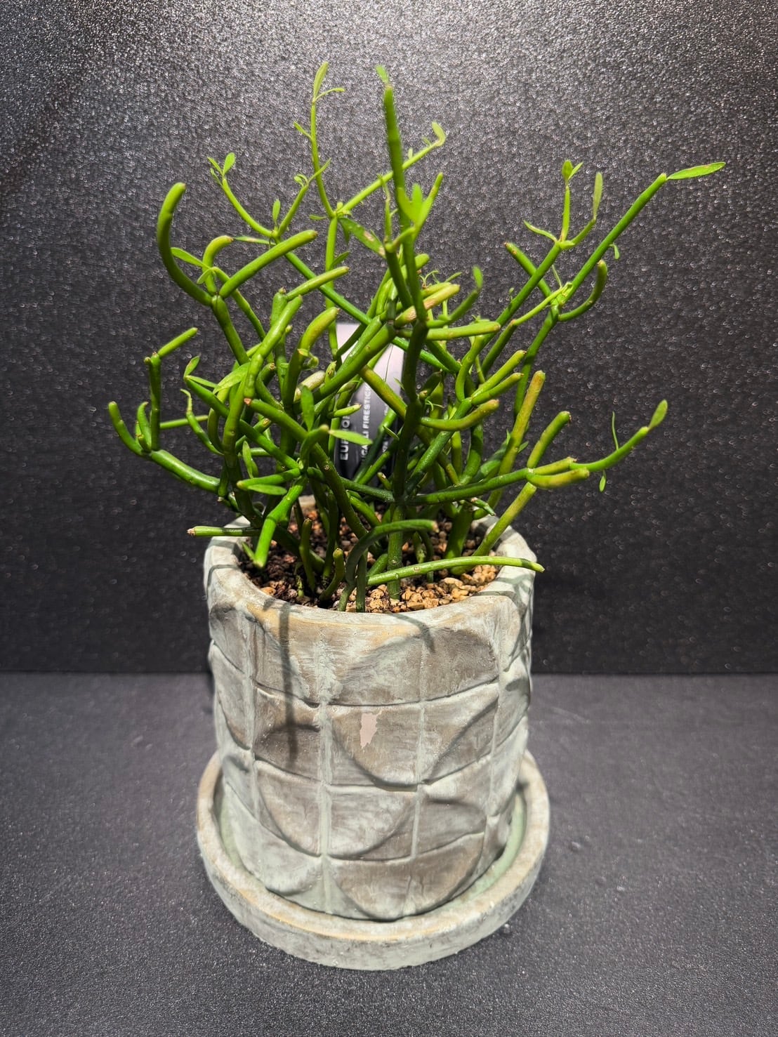 希少種　ユーフォルビア　アンチシフィリティカ　陶器鉢のまま発送　コーデックス 希少種 ユーフォルビア アンチシフィリティカ 陶器鉢のまま発送