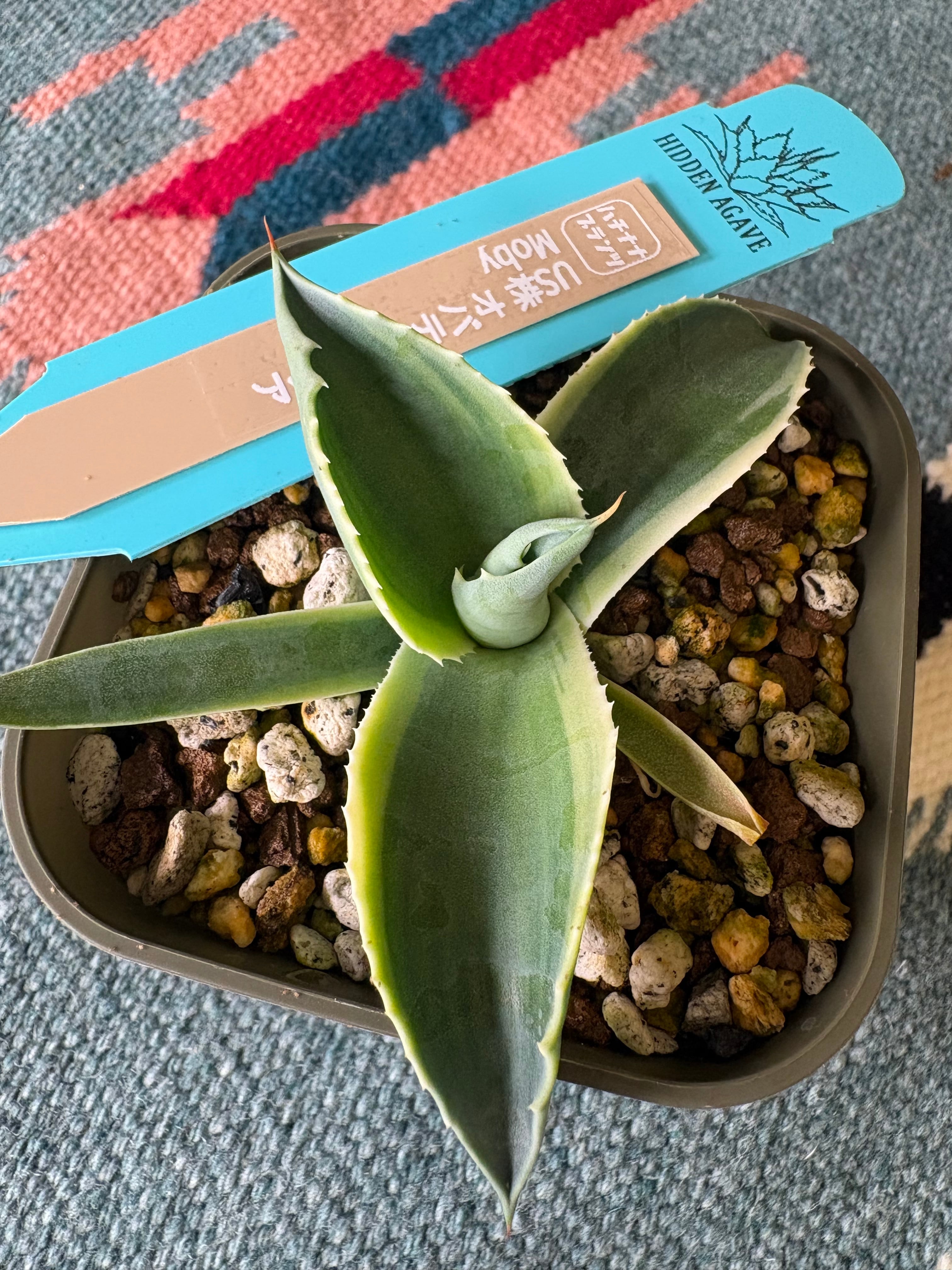 87PLANTS