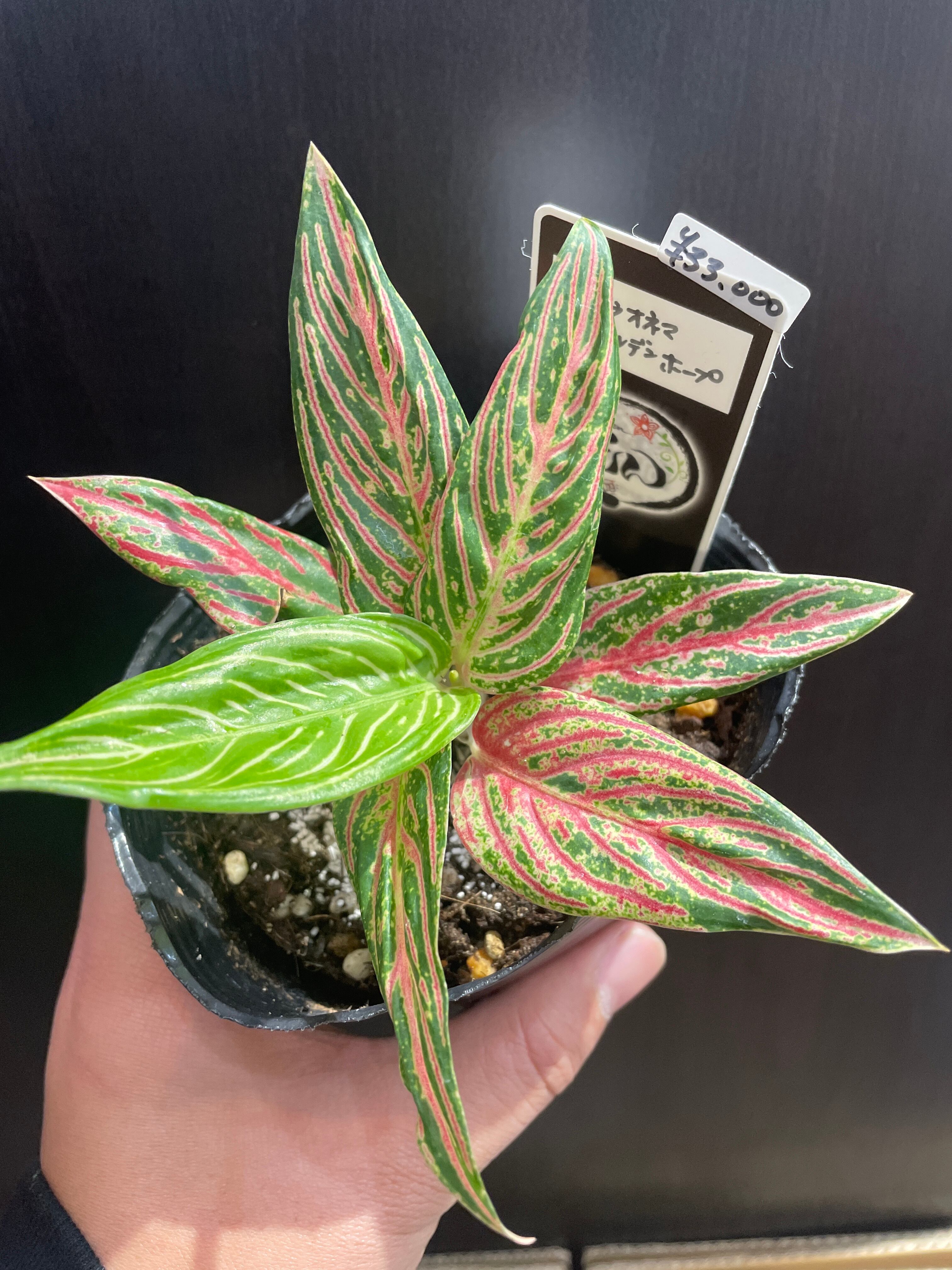 希少アグラオネマゴールデンホープAglaonema Golden Hope