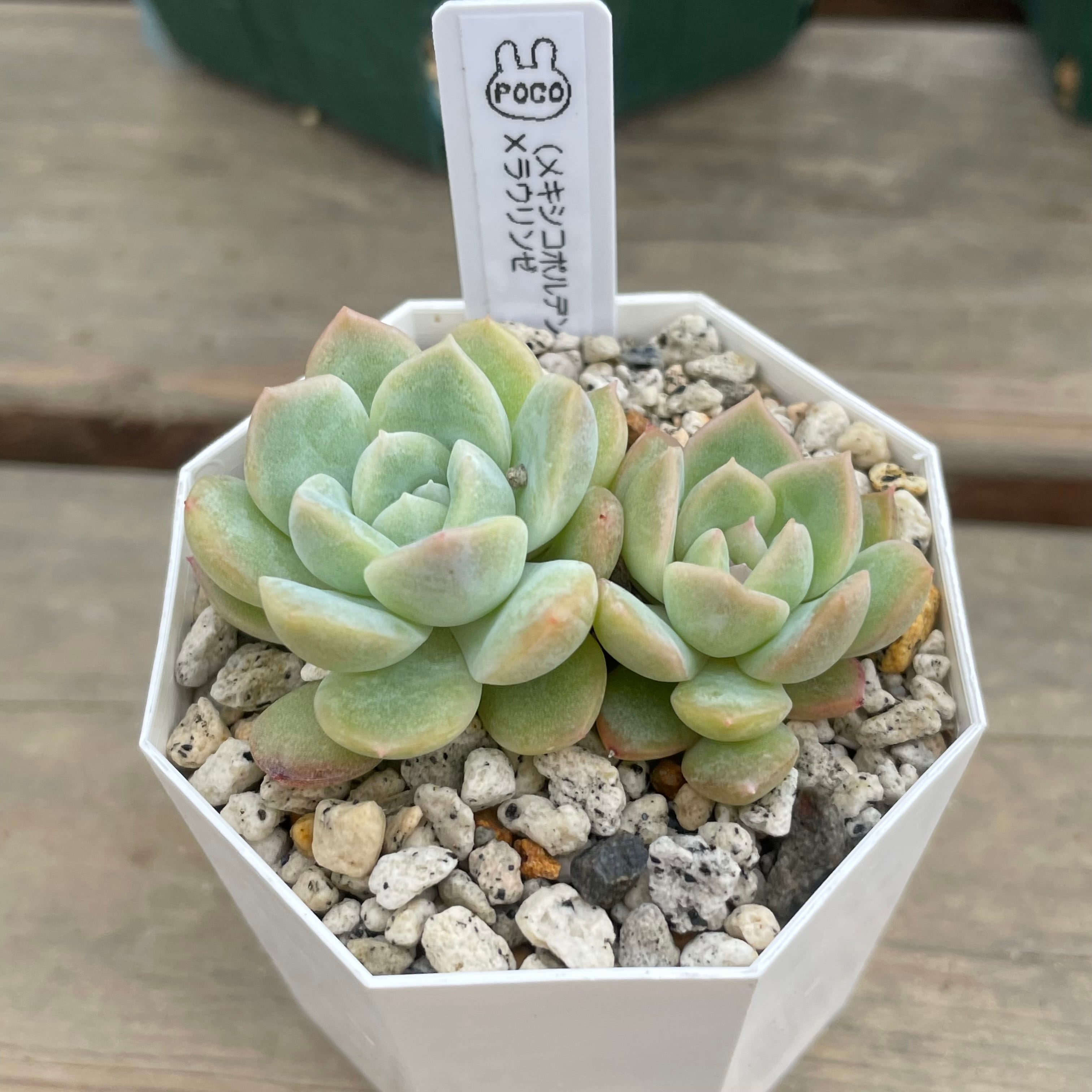 ぽこふぁーむ