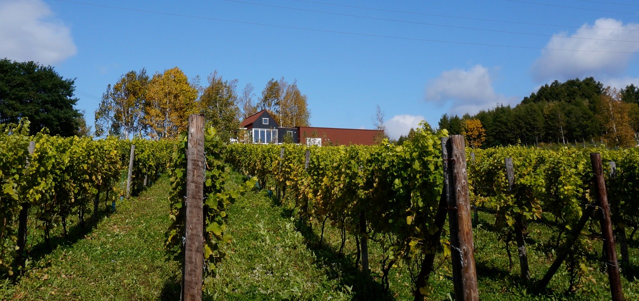 中井ミュラー・トゥルガウ 2024（白）