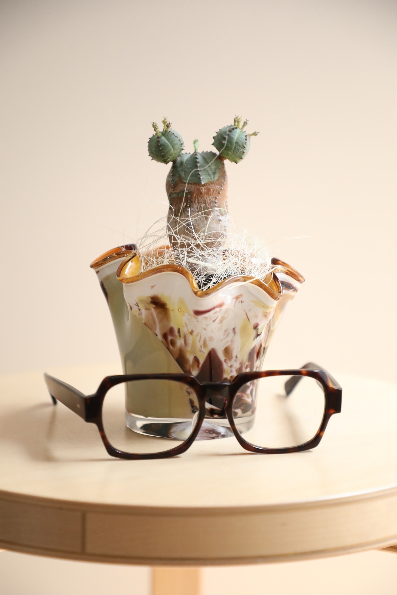 【S】オベサブロウ/Euphorbia obesa × sabrakia