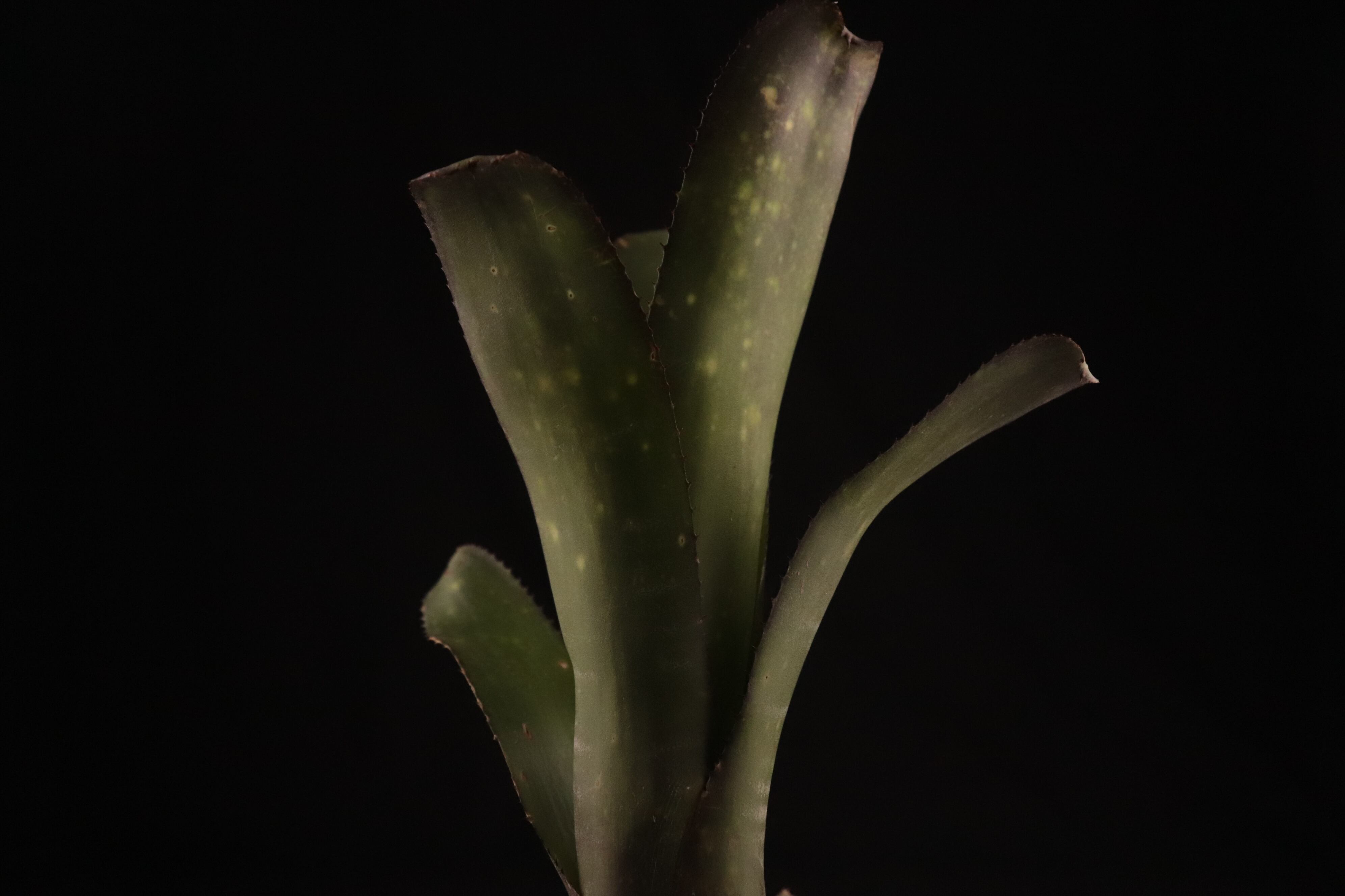 送料無料】Billbergia 'Kawanas Panache'〔ビルベルギア〕現品発送