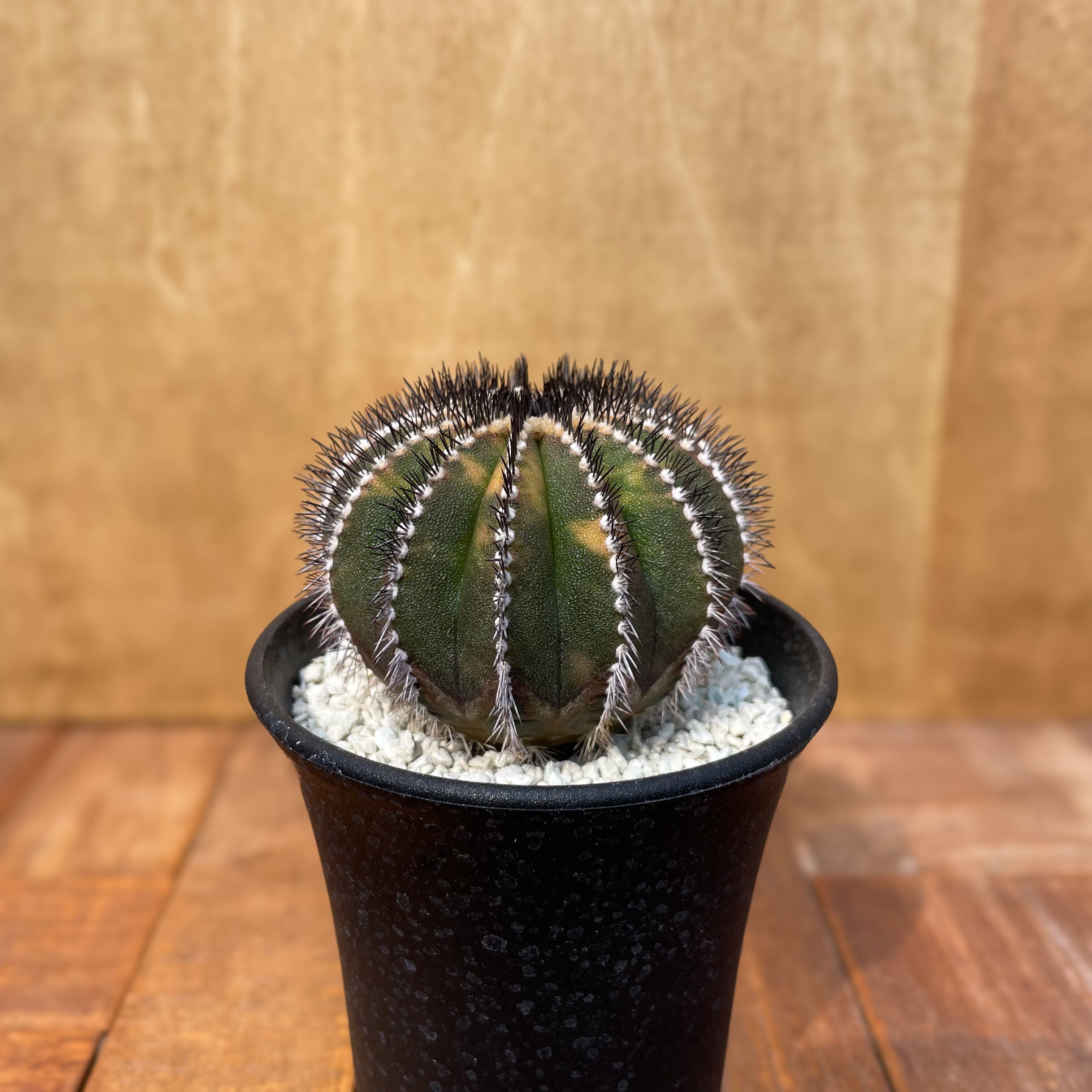 Uebelmannia pectinifera variegata【ユーベルマニア・ペクチニフェラ  