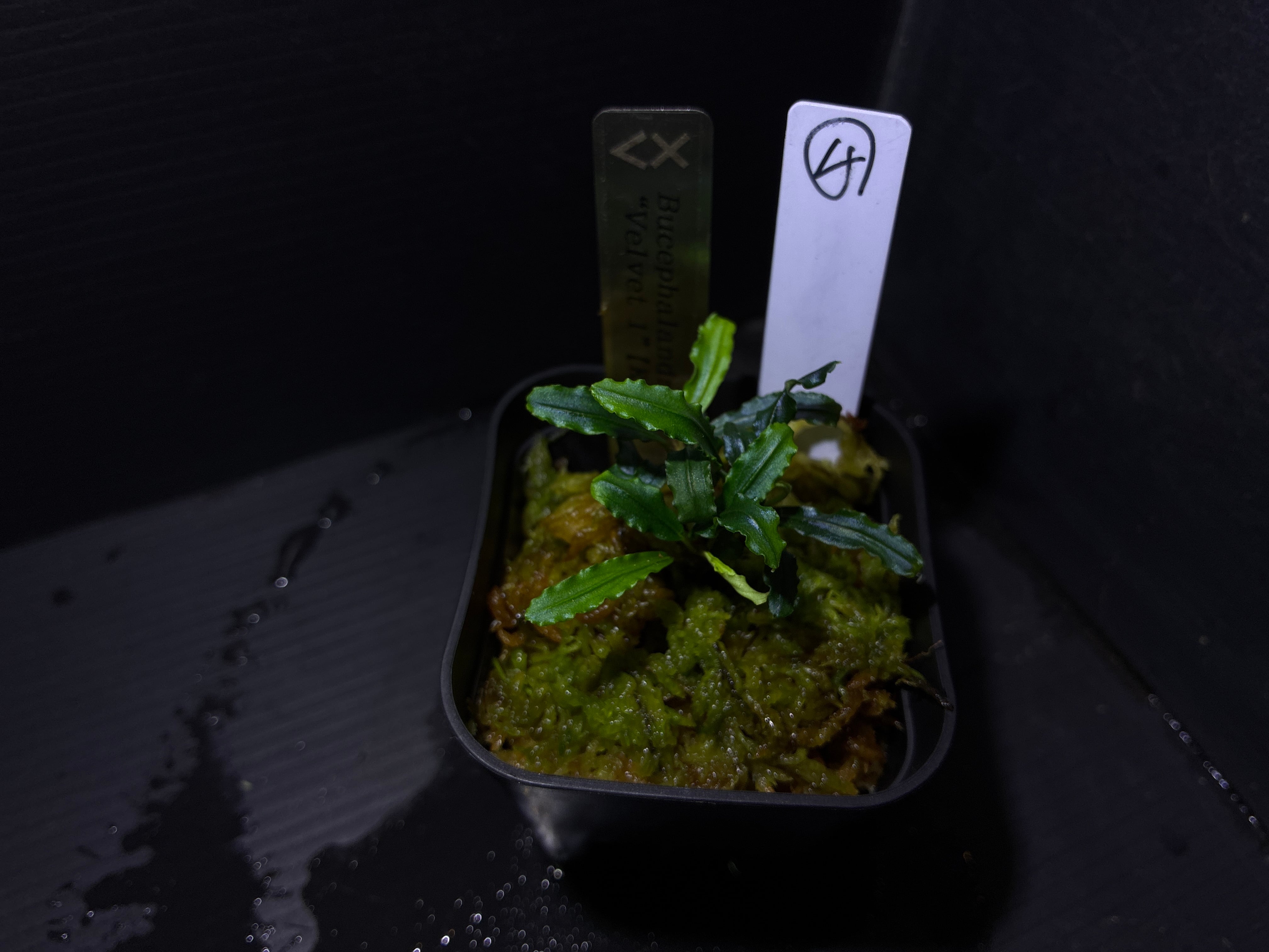 Bucephalandra sp. Murung raya 【LA0515-03】① | AquaFocus