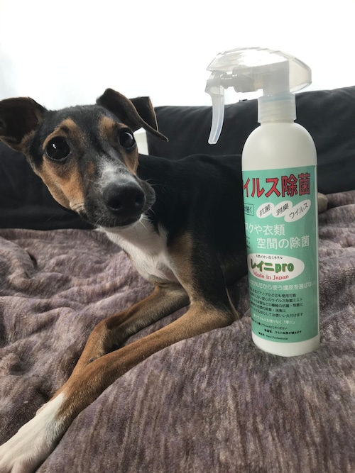 ウイルス　除菌　抗菌　消臭　"レイニpro"　今だからこそ愛犬とご家族のために！