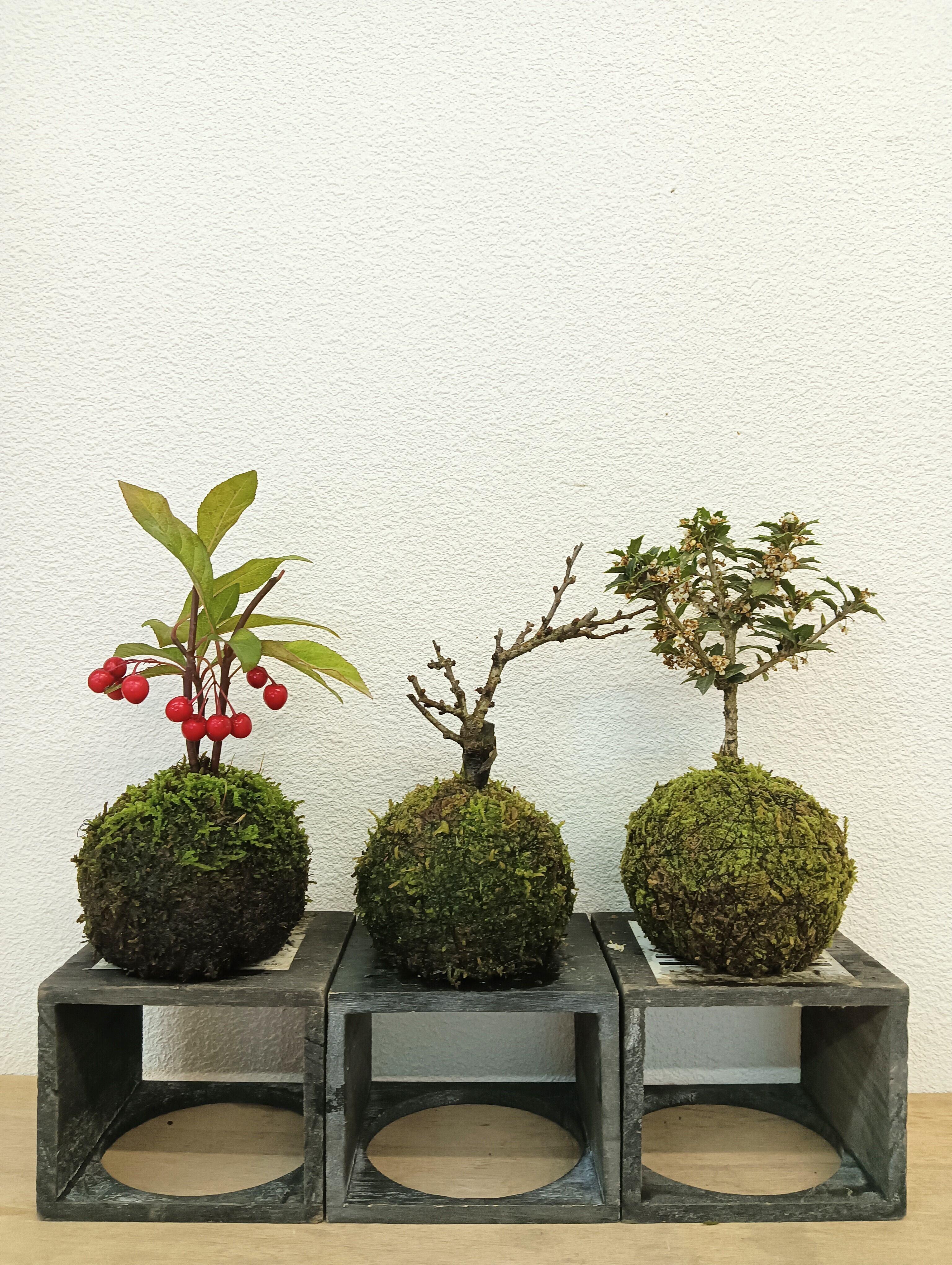 NORA spin off ノラスピンオフ ～阿賀の苔玉～ 旅する苔玉屋 苔玉・苔