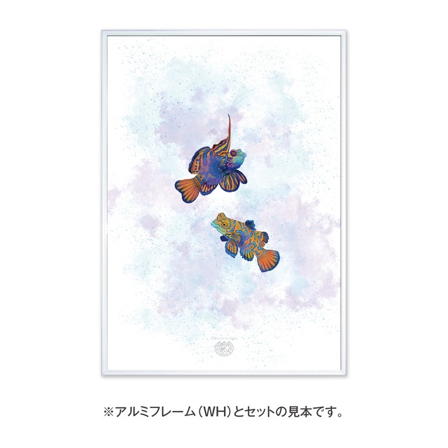 【海のいきものアートポスター／魚】ニシキテグリ