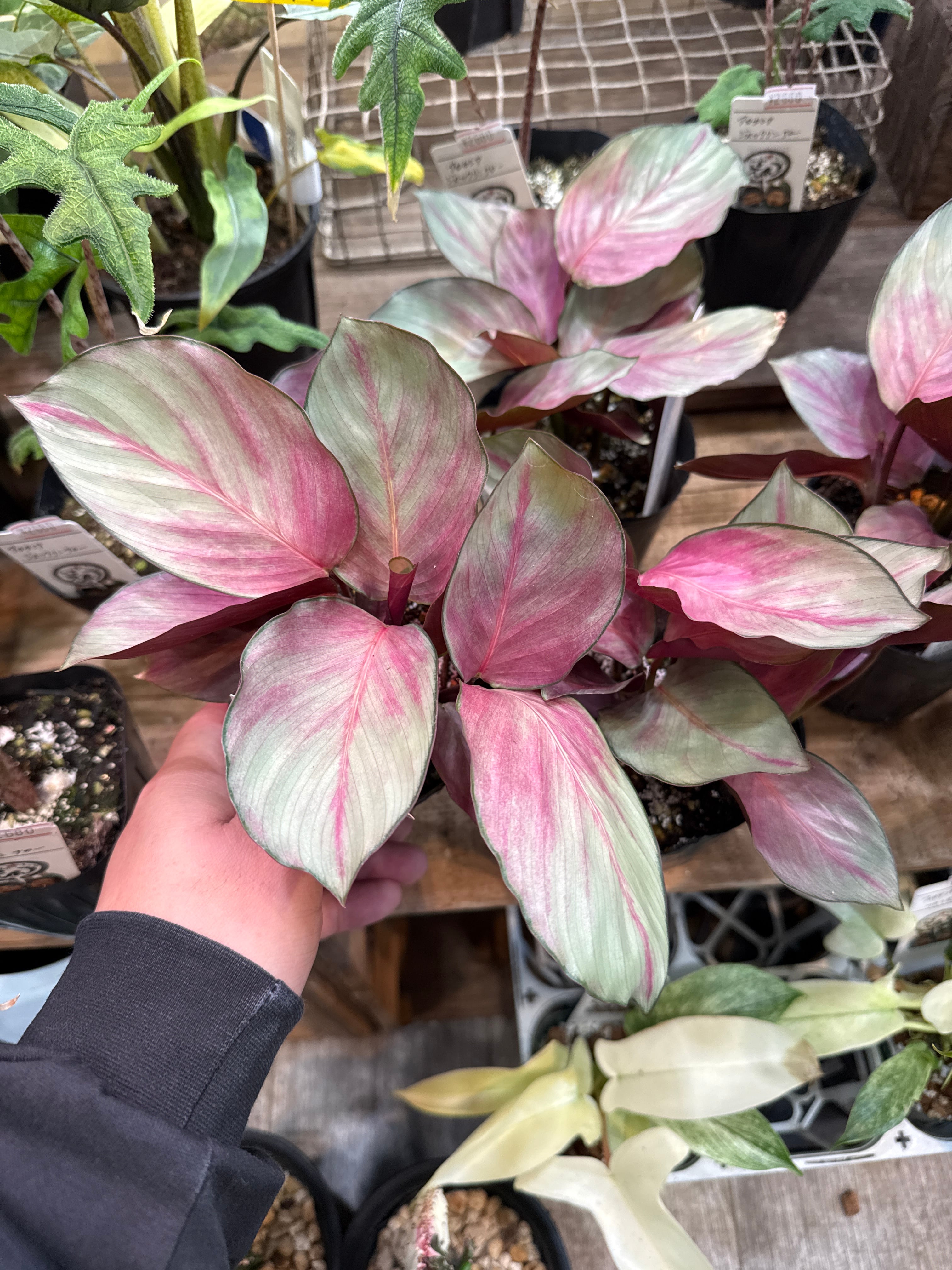 カラテア ヴィーチアナ | Gardenえん 【観葉熱帯植物】