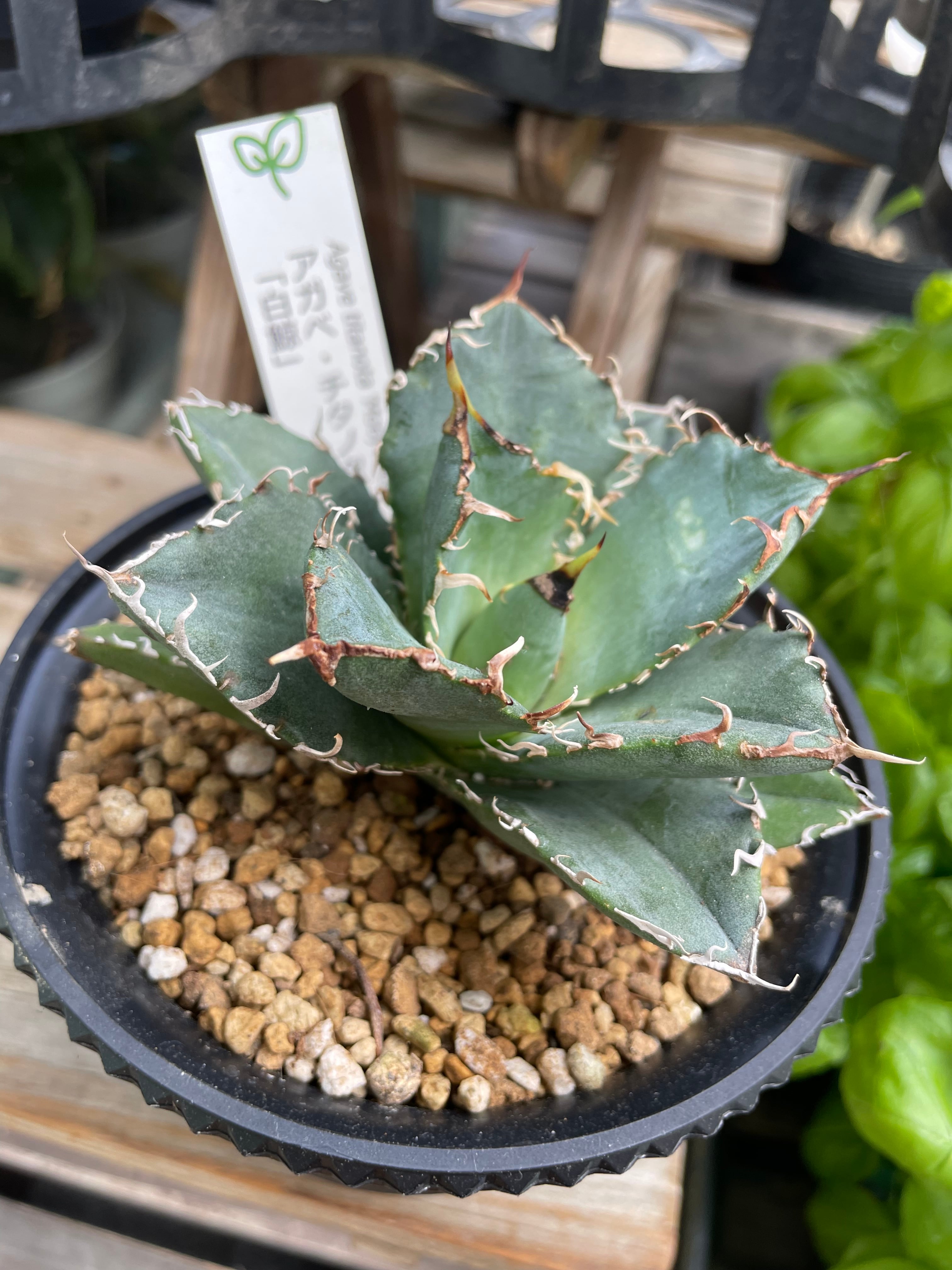 定番，格安 467上澳園芸 アガベ Agave チタノタ 白鯨錦 陰陽斑 縞 【龍園