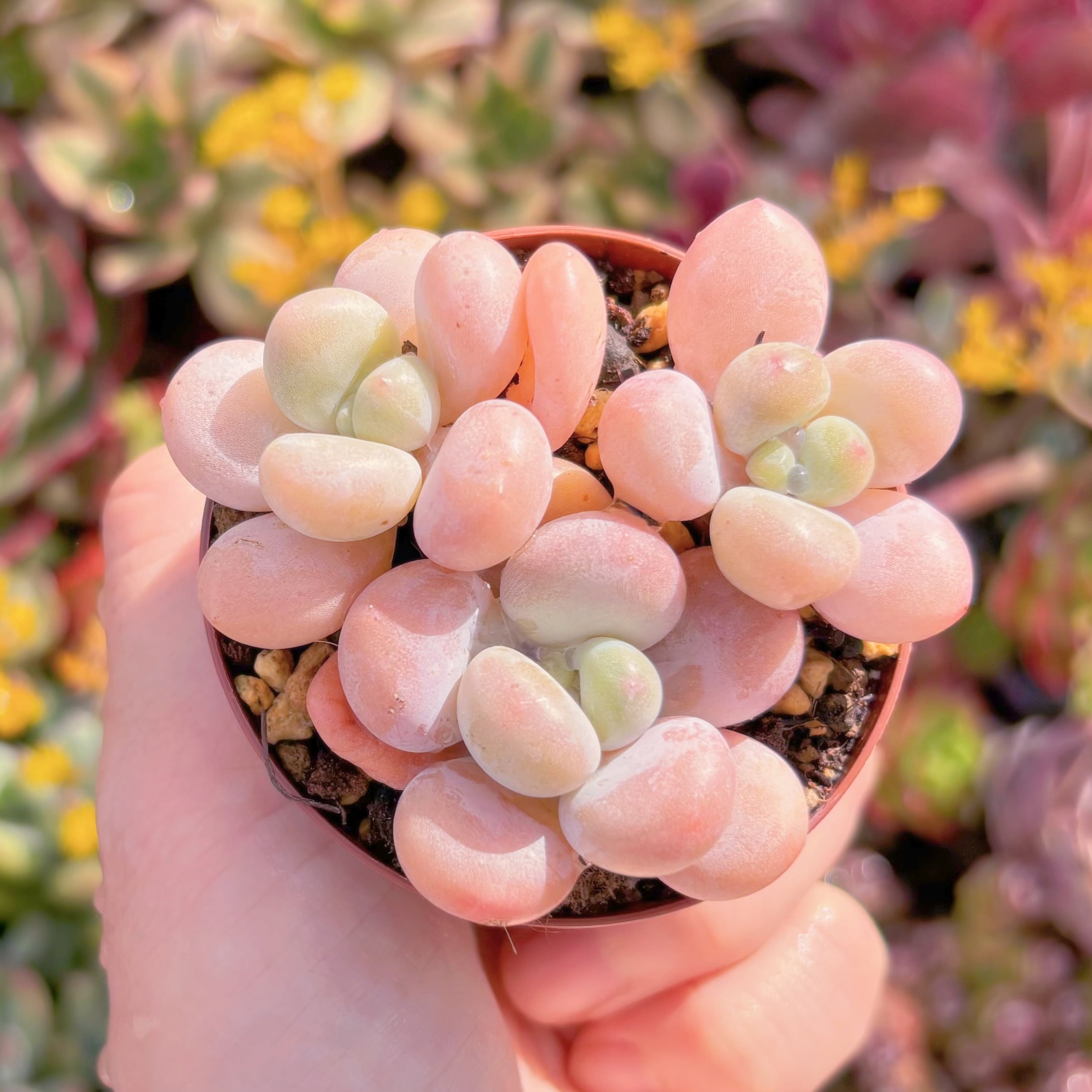 現品　イチゴミルク#F245　新入荷　るる農園