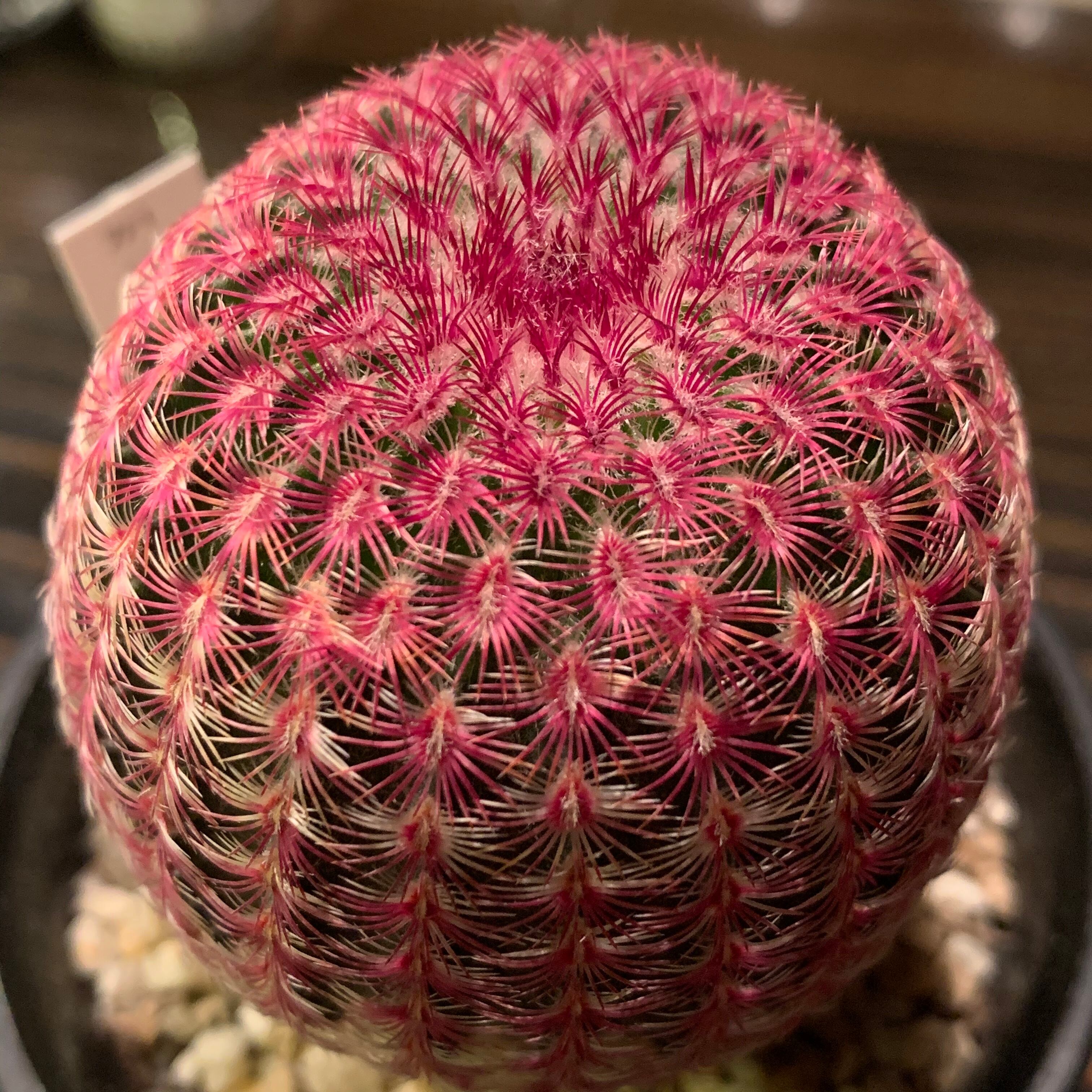 サボテン 紫紅太陽 1ポット 送料込み Planet Plants プラネットプランツ