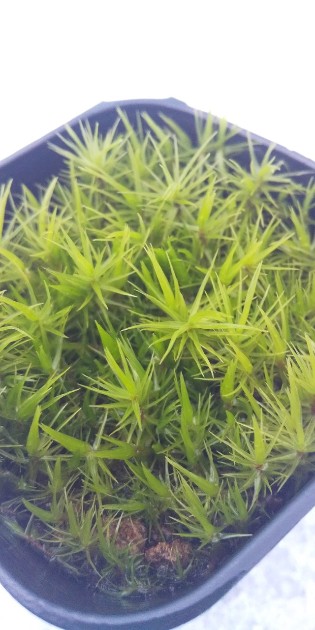 シッポゴケ栽培苗 Dicranum Japonicum Wind Blown Moss Folk Moss Cultivated Mossy Mossy Japan
