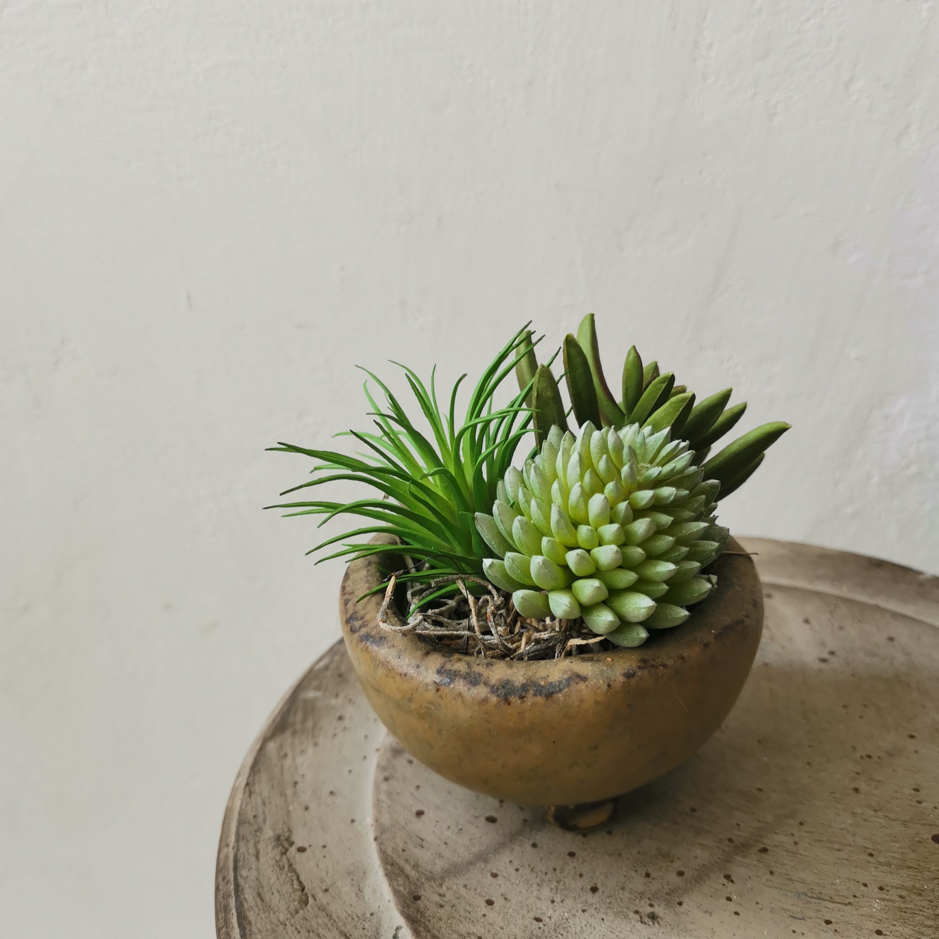 コロンとした多肉植物寄植え風アレンジメント セダム H Dayflowers