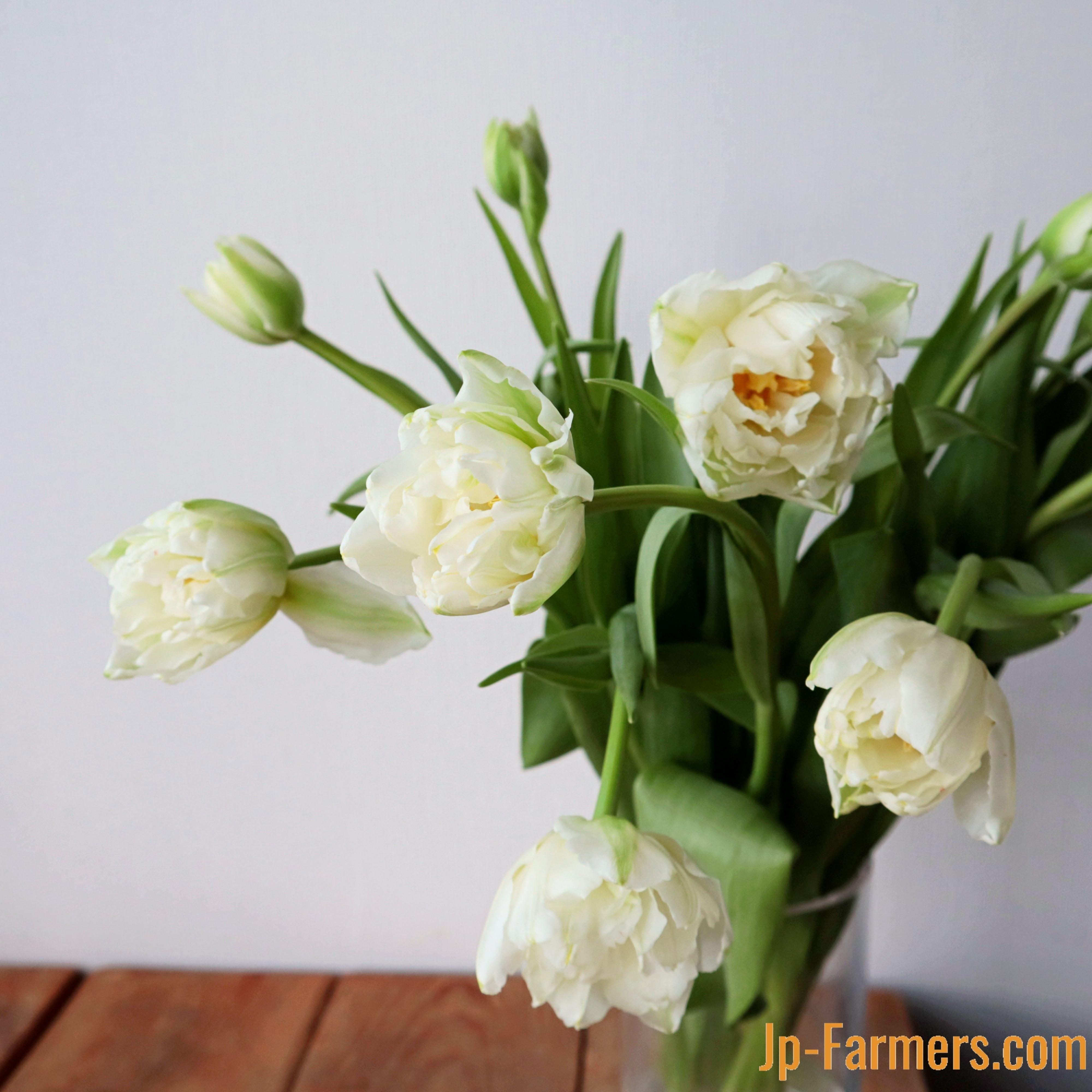 チューリップフェア】八重咲きチューリップ 白『ノースキャップ』 10本