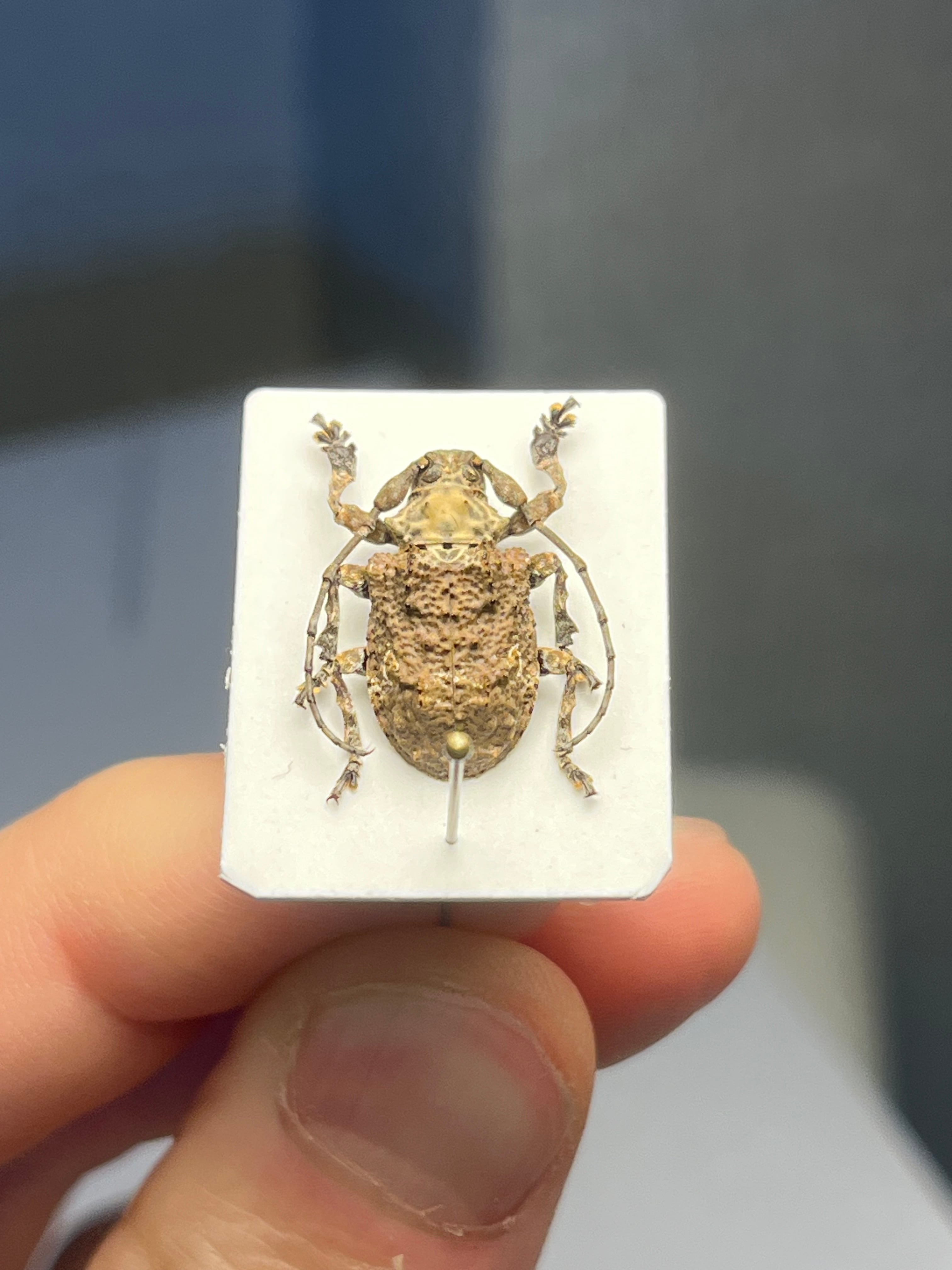 【毒刺甲虫】サソリカミキリ 昆虫標本 Onychocerus ウスバカミキリ 毒刺甲虫】サソリカミキリ 昆虫標本 Onychocerus scorpio ウスバ