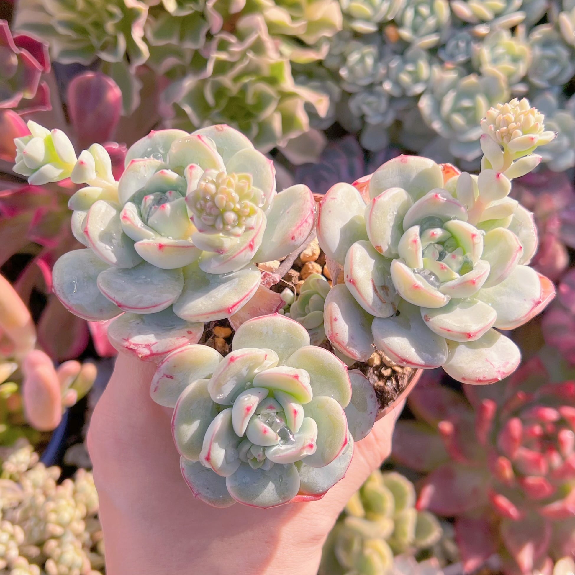 現品　バニラビス#214　るる農園