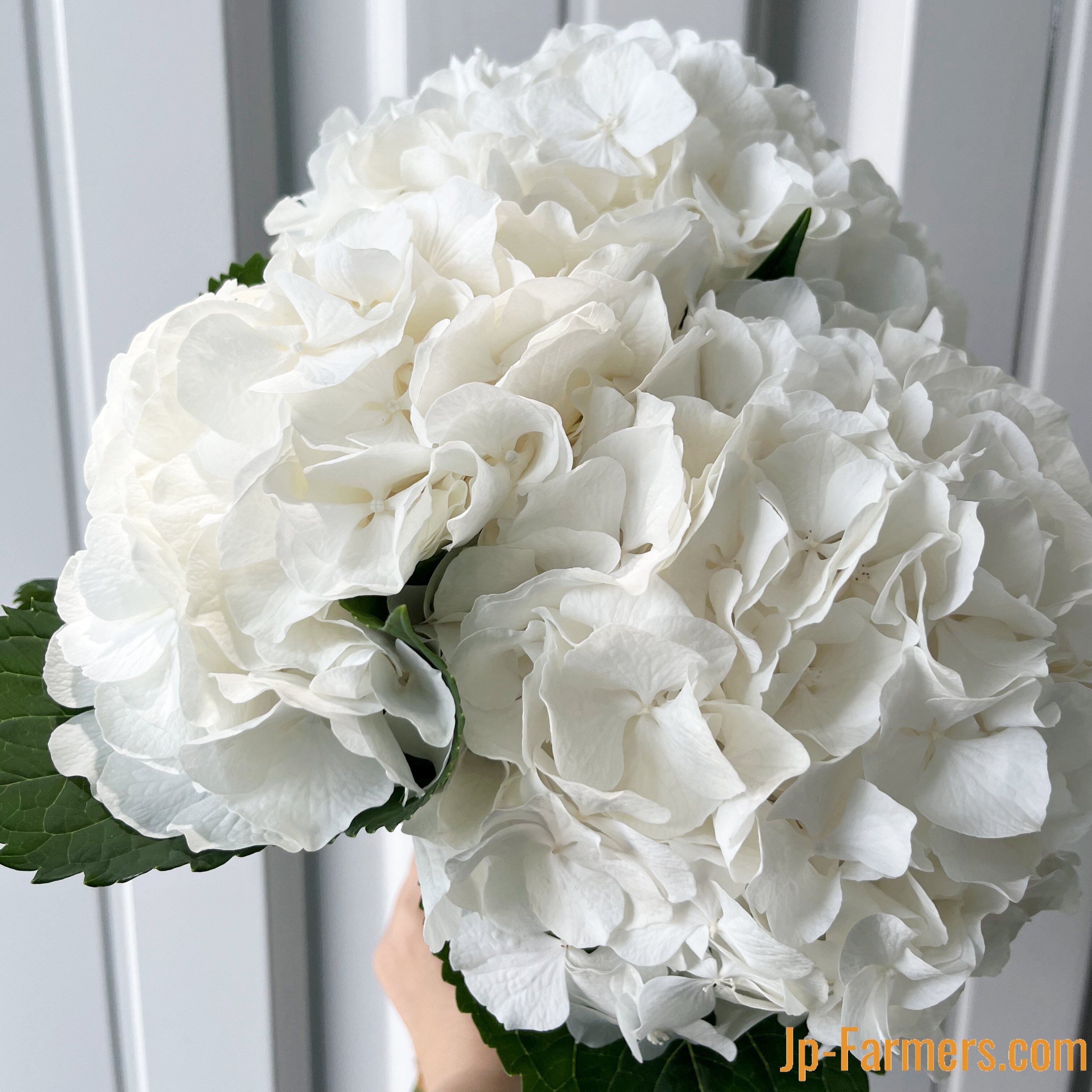 アジサイ フレッシュのホワイトベレナ 3本 | 新鮮お花問屋 Jp-Farmers.com