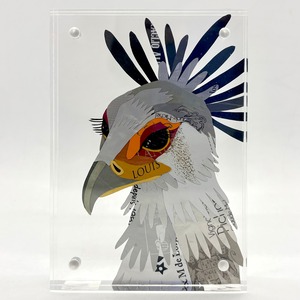 【アレトコレ ココ】ヘビクイワシ