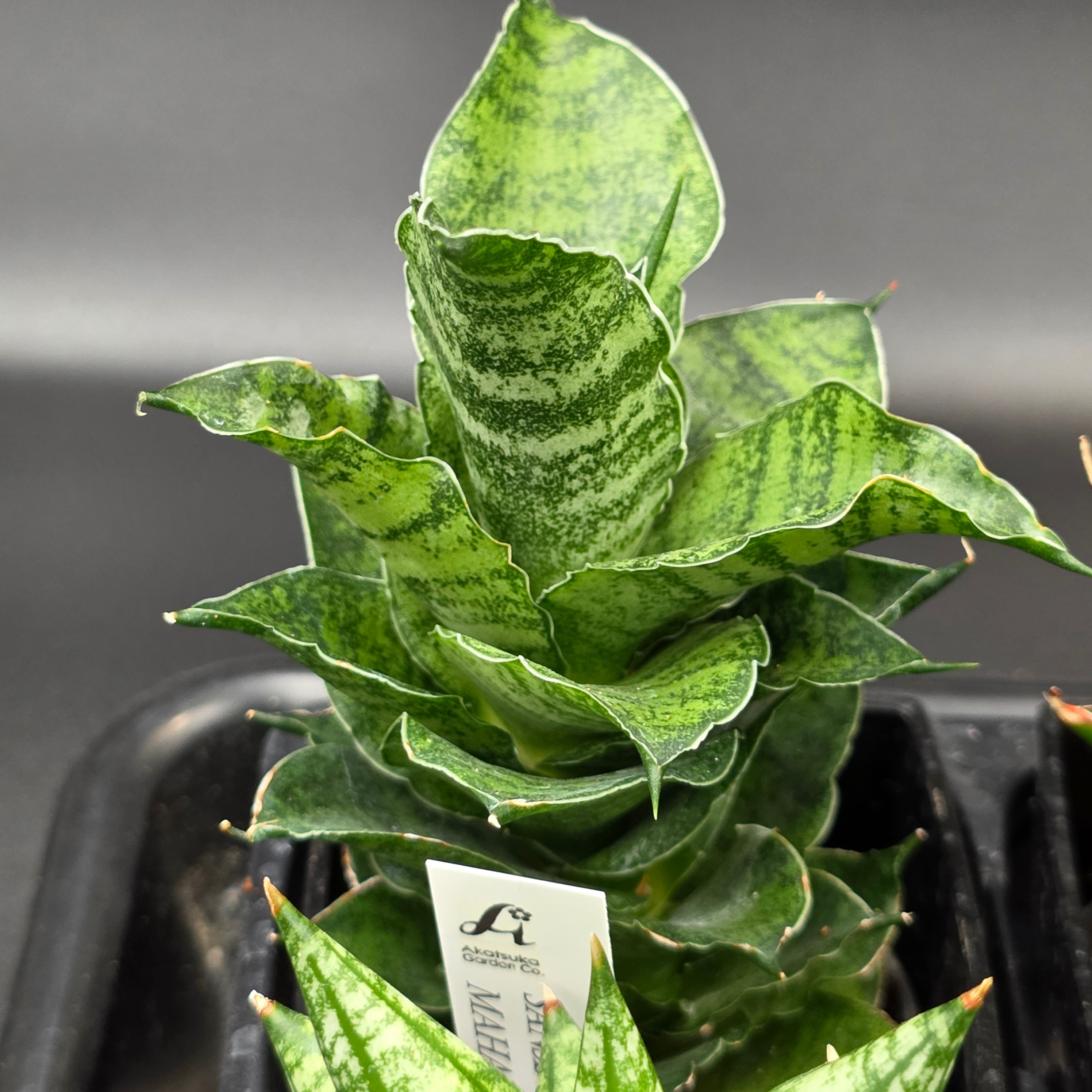 サンスベリア 希少種12品種アソートセット | BRIDGE GARDEN