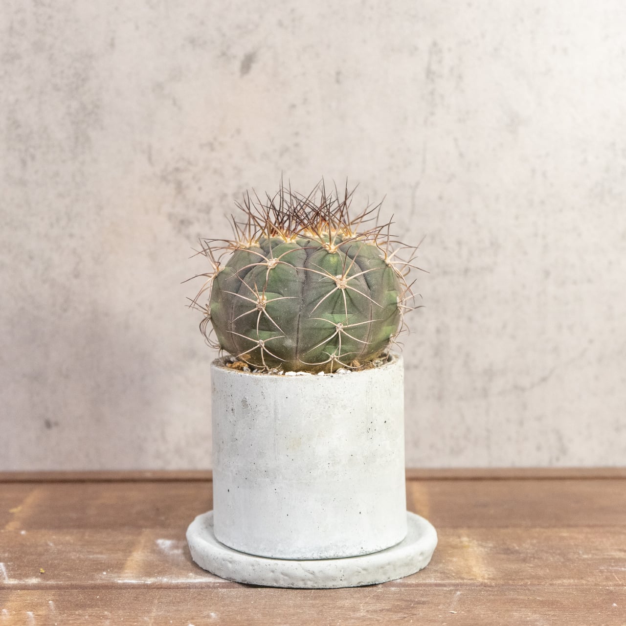 サボテン 尾形丸(Φ11㎝) 緑から紫へと変化する玉虫色の色彩が美しい 厳選仕入れの良型株 観葉植物 インテリア|虫発生抑制