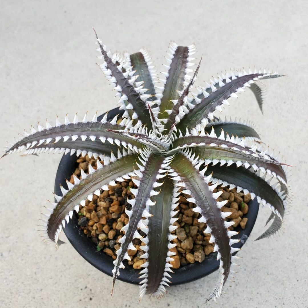 ディッキア ビルベイカー Dyckia tracking code FTT