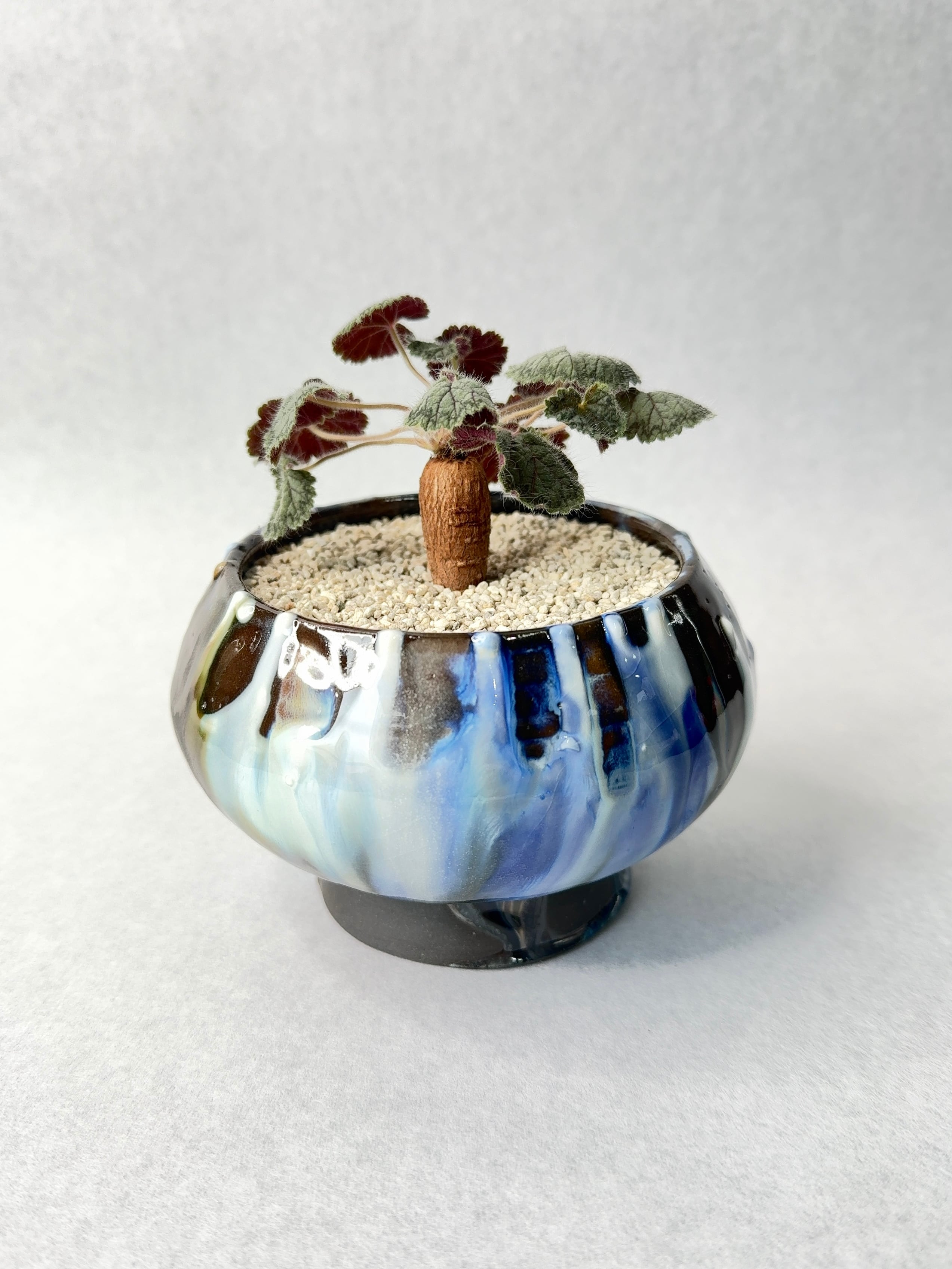 ペラルゴニウム・バークリー