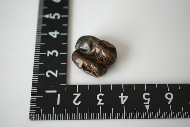 マナティの歯化石 Manatee tooth fossil Trichechus sp. 1453