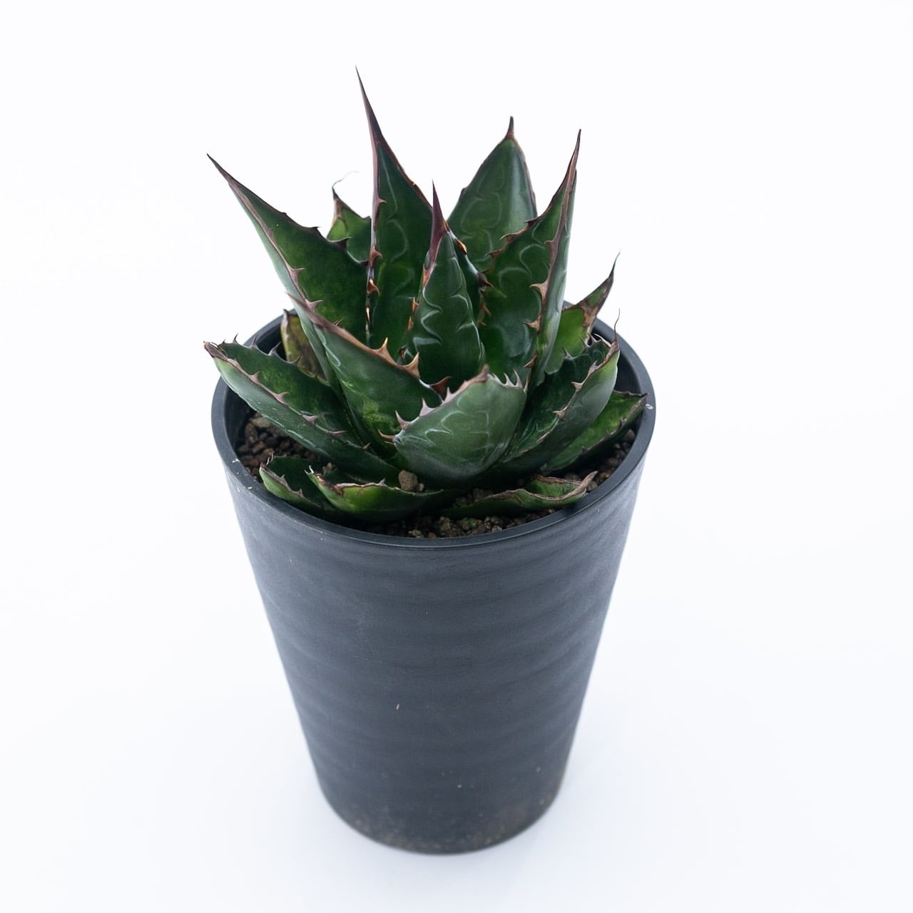 【新着】Agave montana 【唯一無二の国産実生苗】アガベ モンタナ