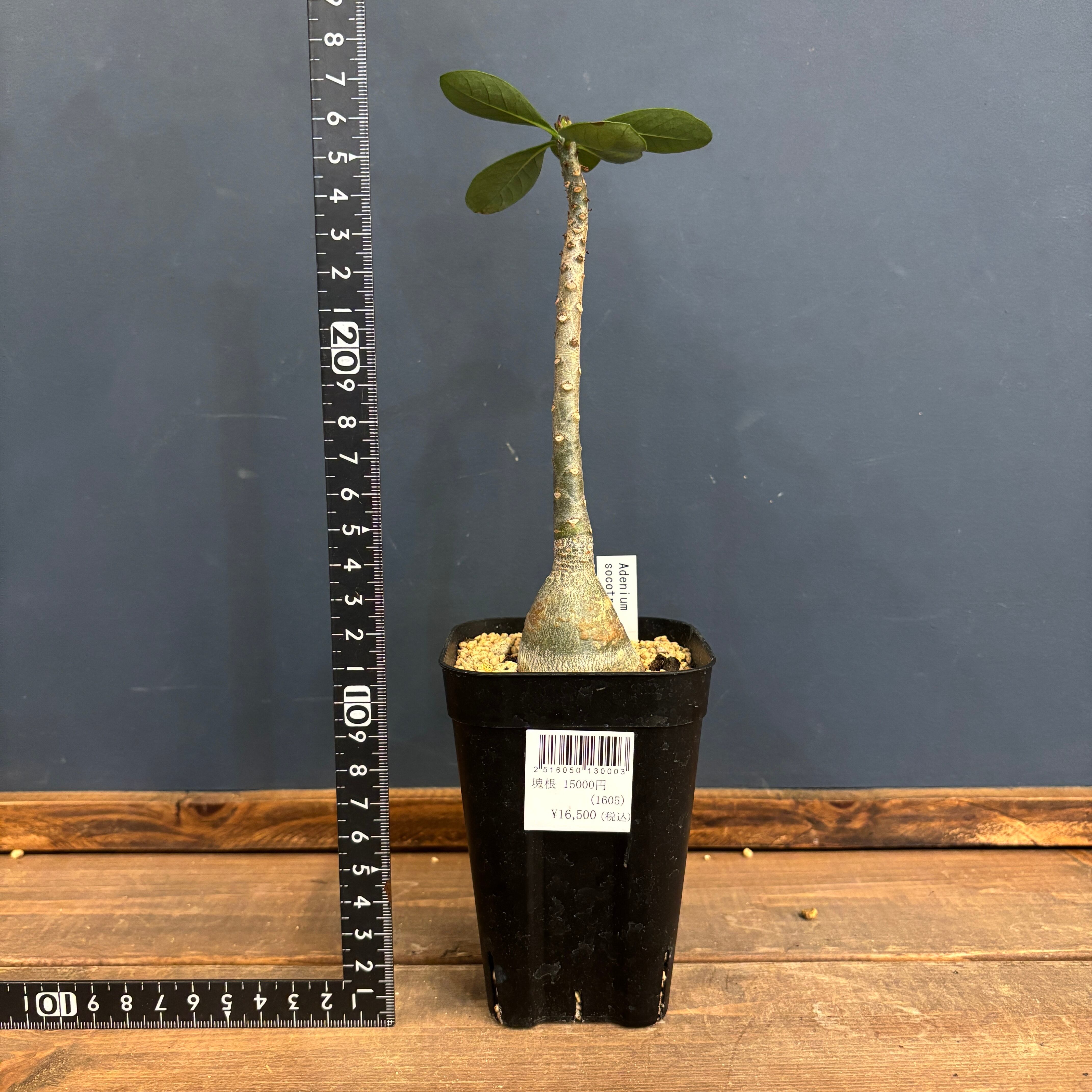 アデニウム ソコトラナム【296】 | PROTOLEAF プロトリーフ