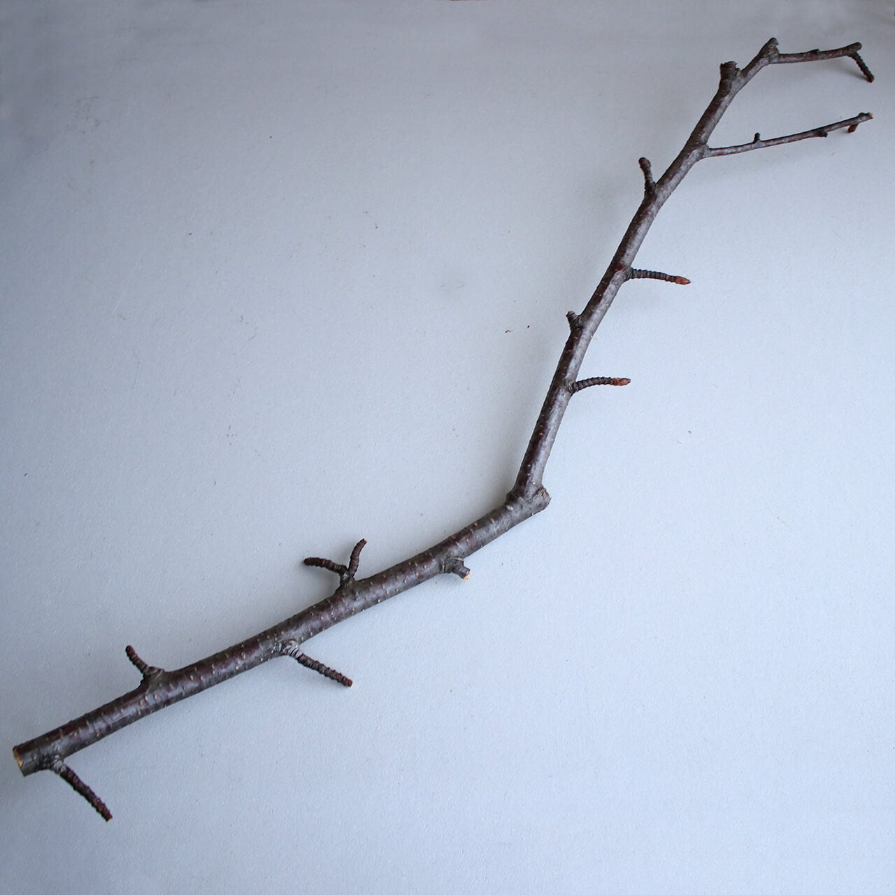 北海道 富良野産】白樺の枝 ロング ブラウン 70〜80cm 【3本セット