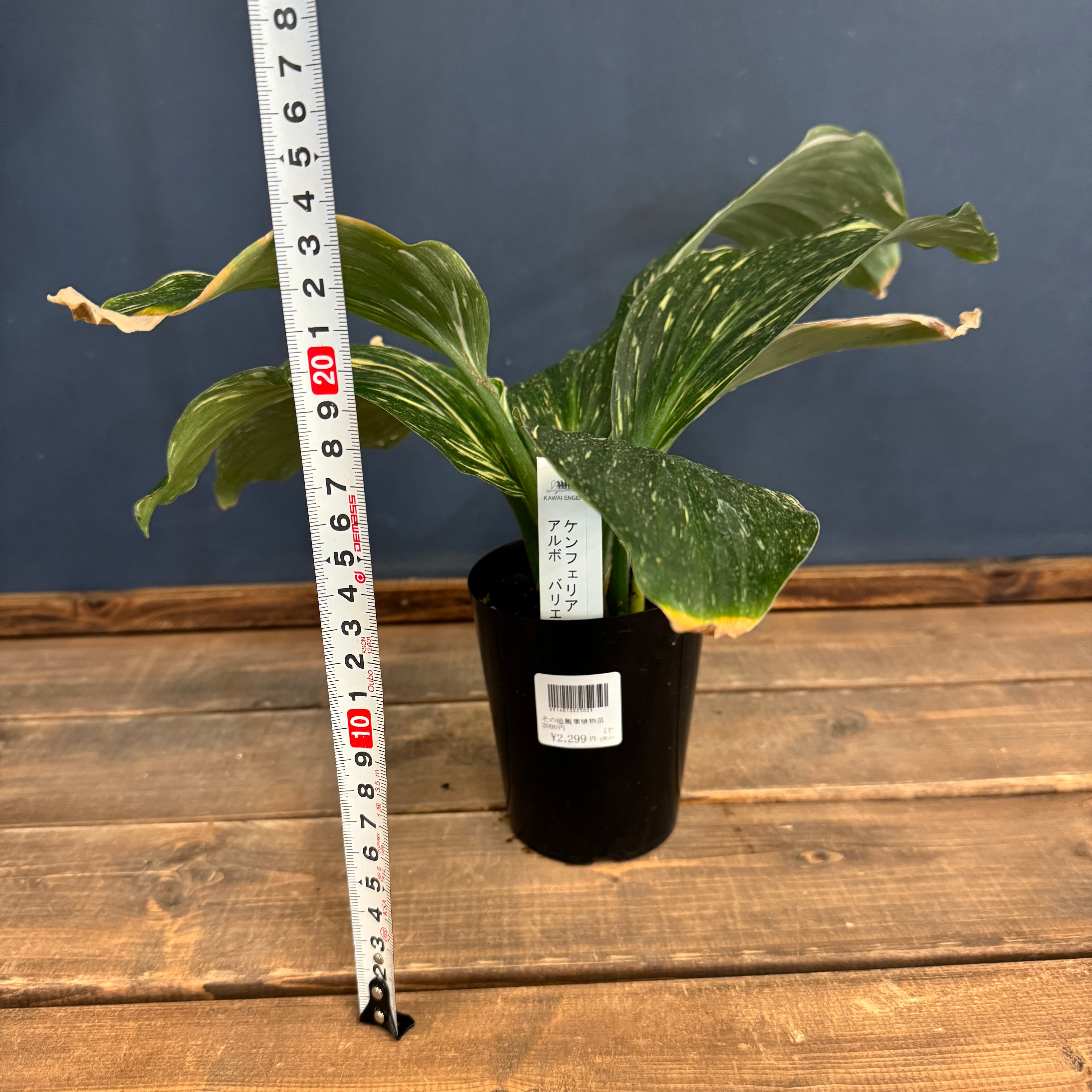 クリアランス】ケンフェリア アルボ バリエガータ【992】 | PROTOLEAF