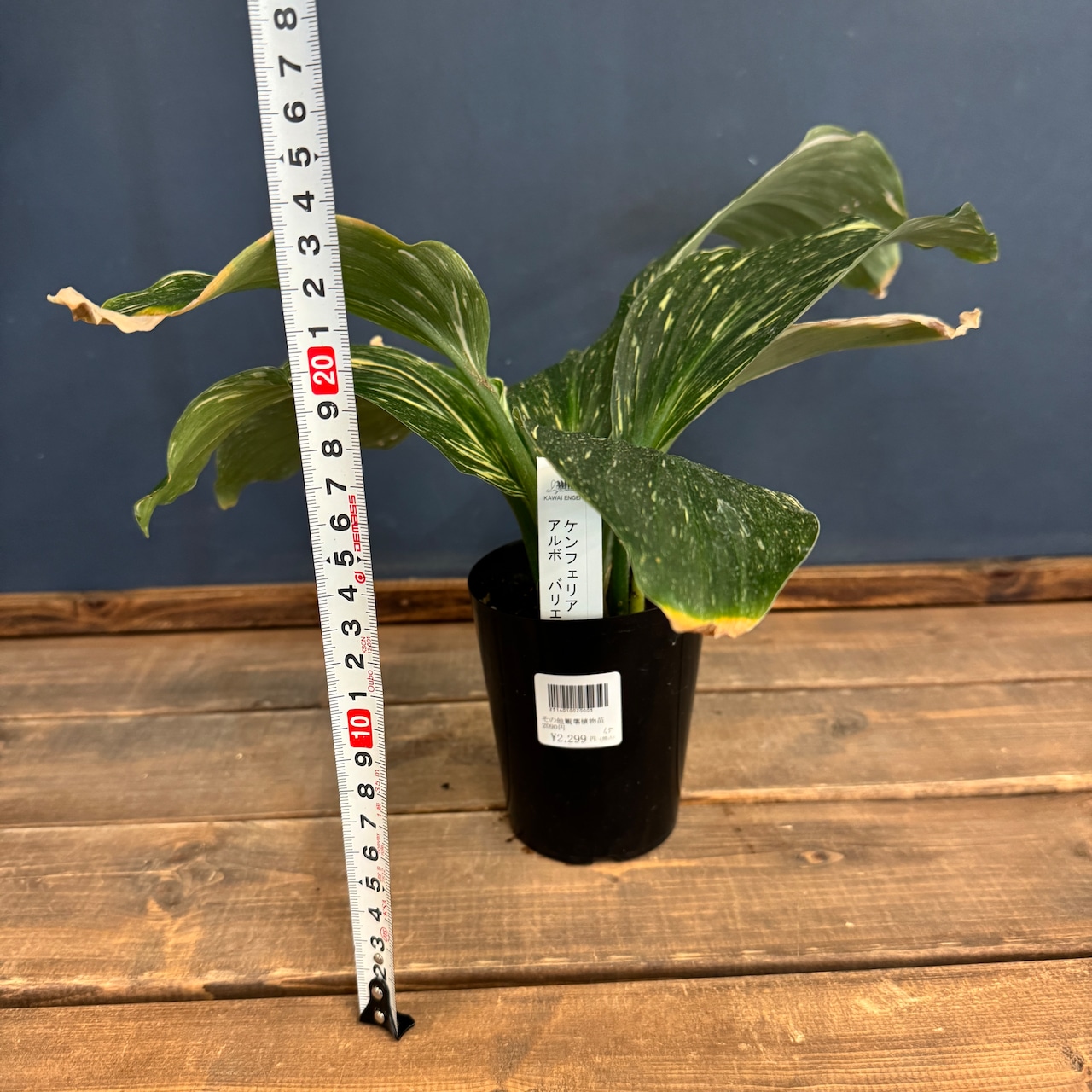 【クリアランス】ケンフェリア アルボ バリエガータ【992】