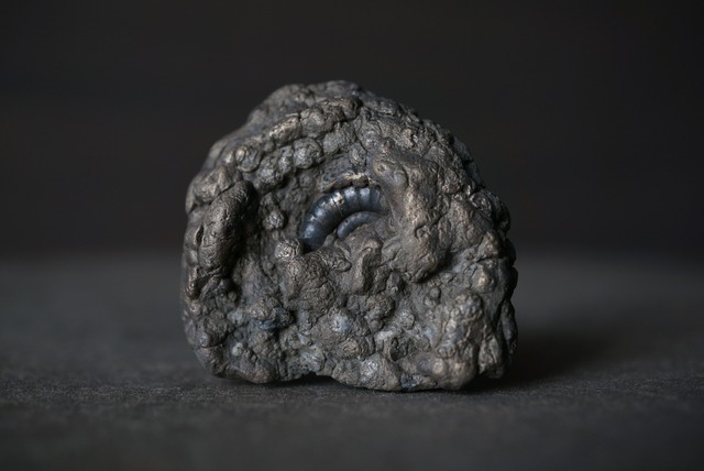 イギリス産黄鉄鉱化アンモナイト  Pyritized Ammonite 1896