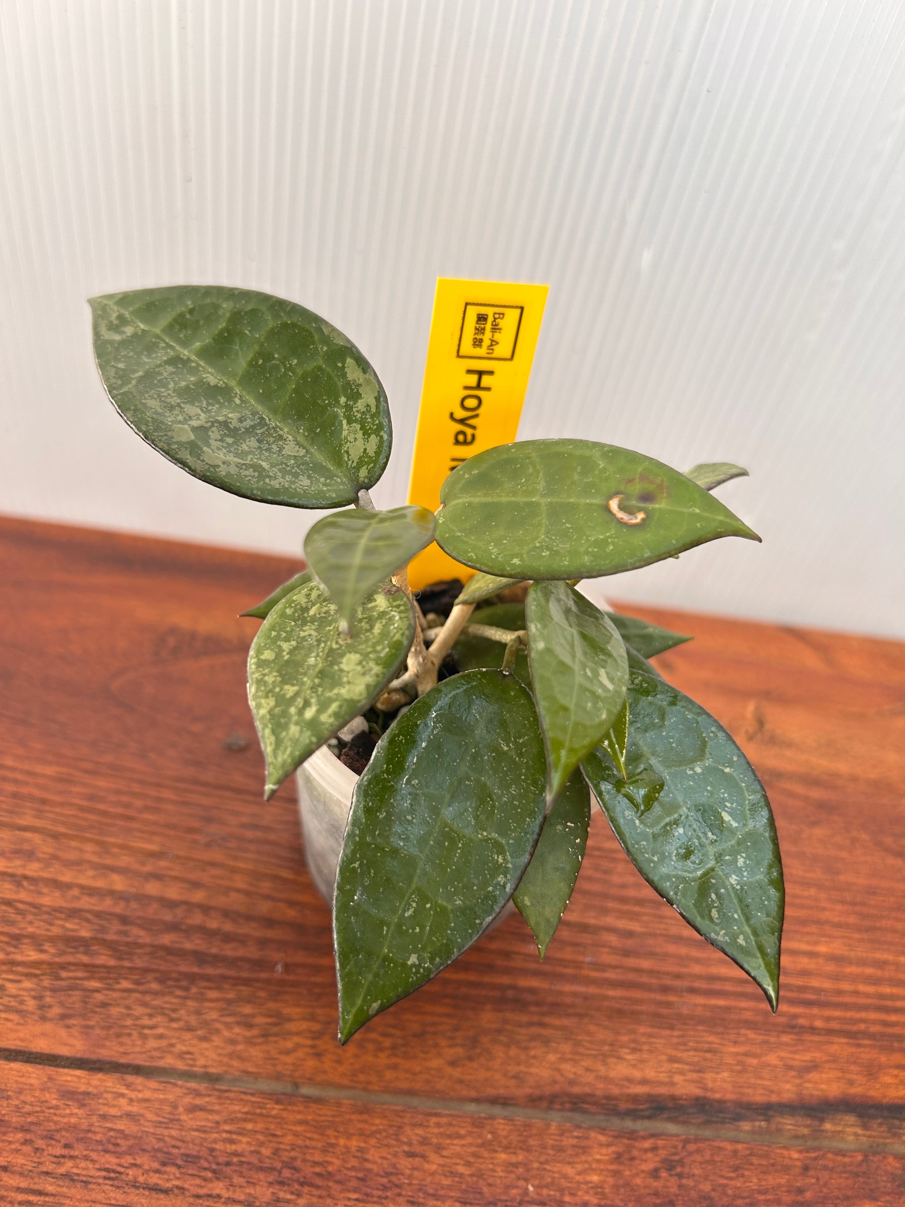Hoya | BALI-AN 園芸