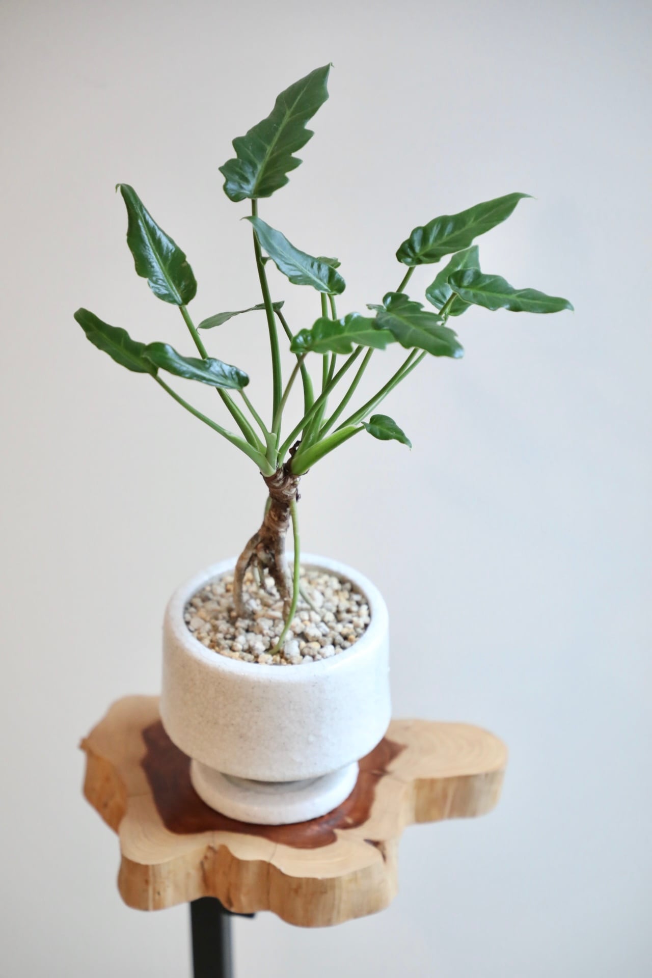 S】クッカバラ 根上り/Philodendron kookaburra ※陶器鉢付き | 【厳選