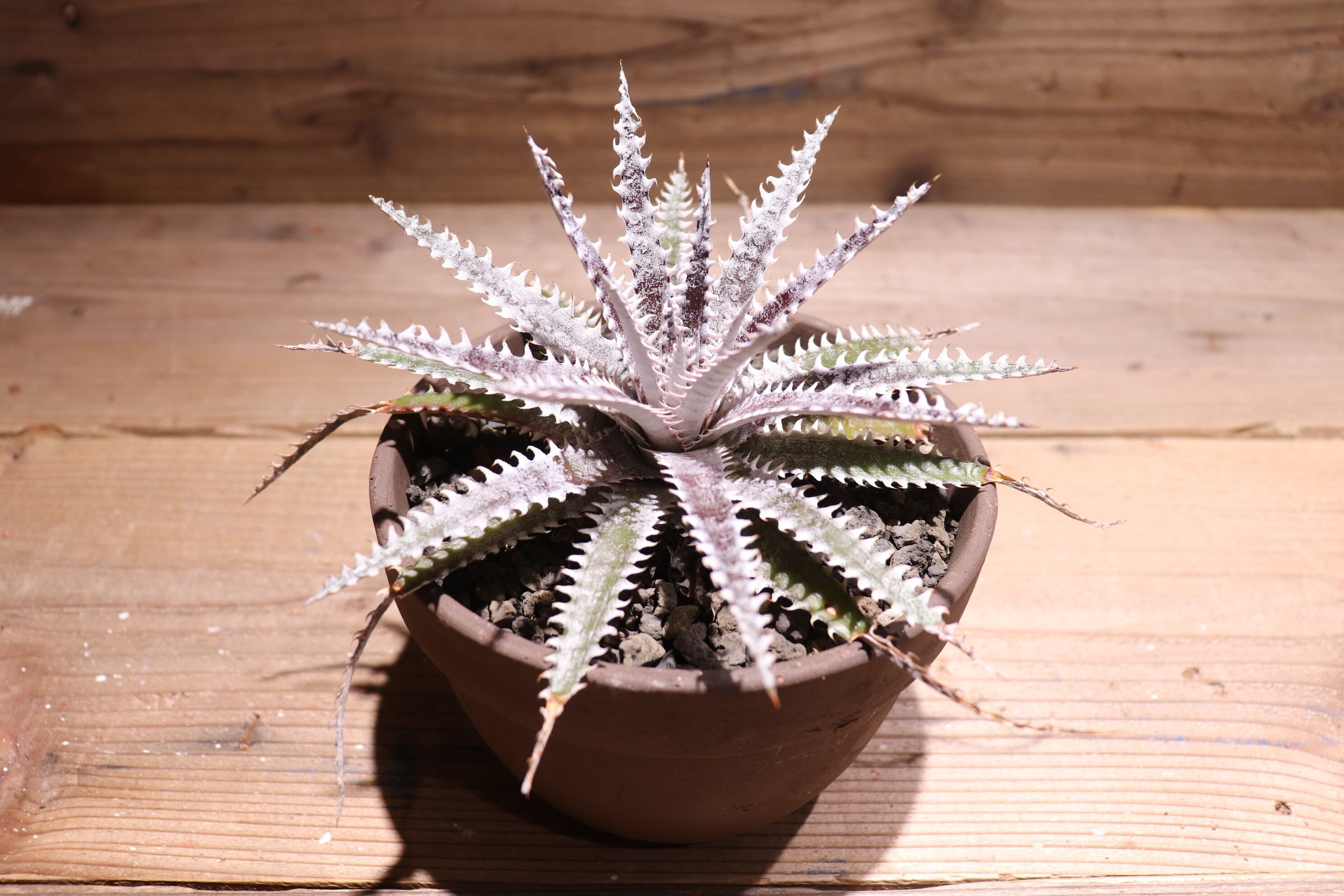 送料無料】 'Bill Paylen'〔ディッキア〕現品発送D0090 | plane plants