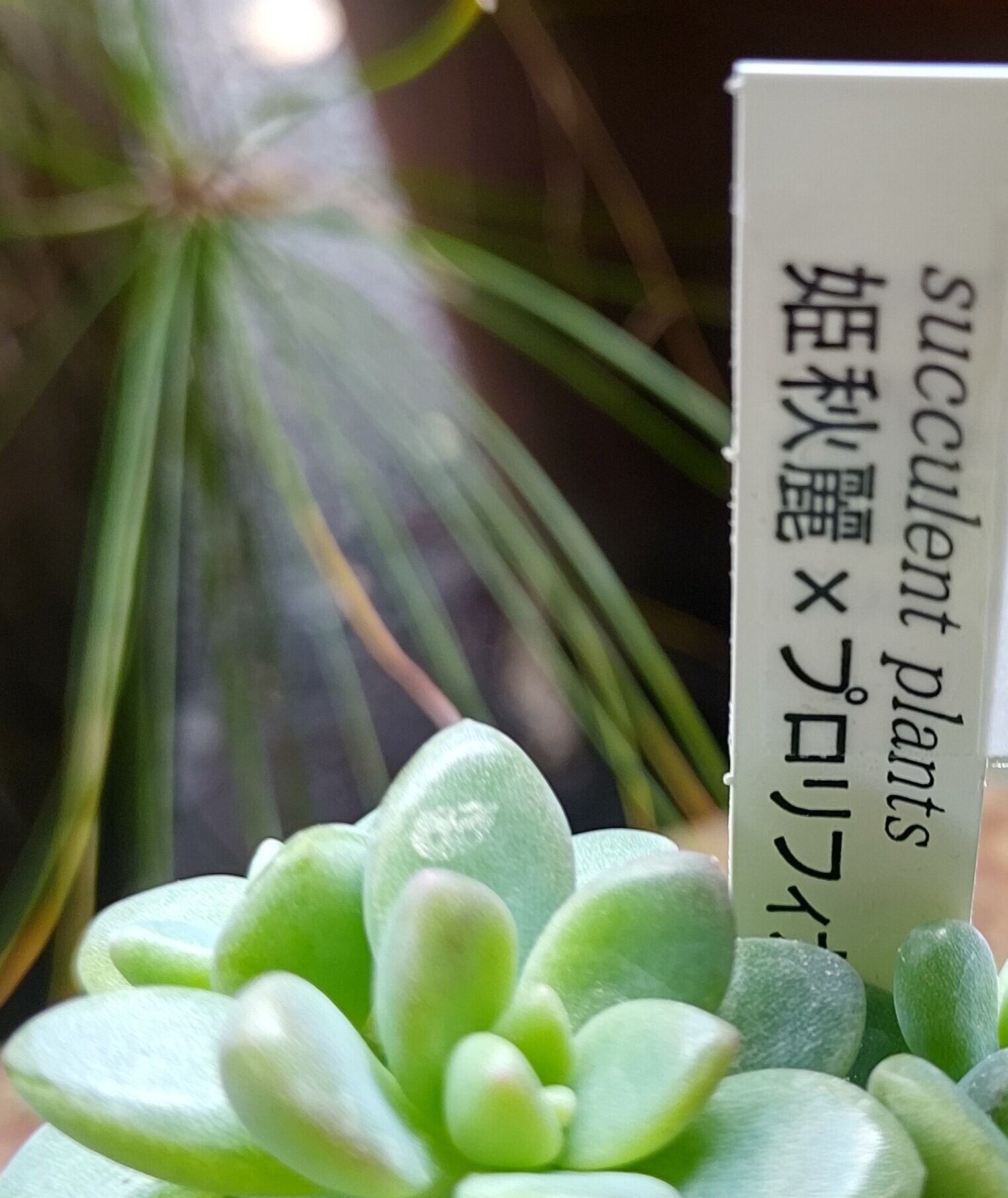 姫秋麗xプロリフィカ | RuPo 多肉植物専門店