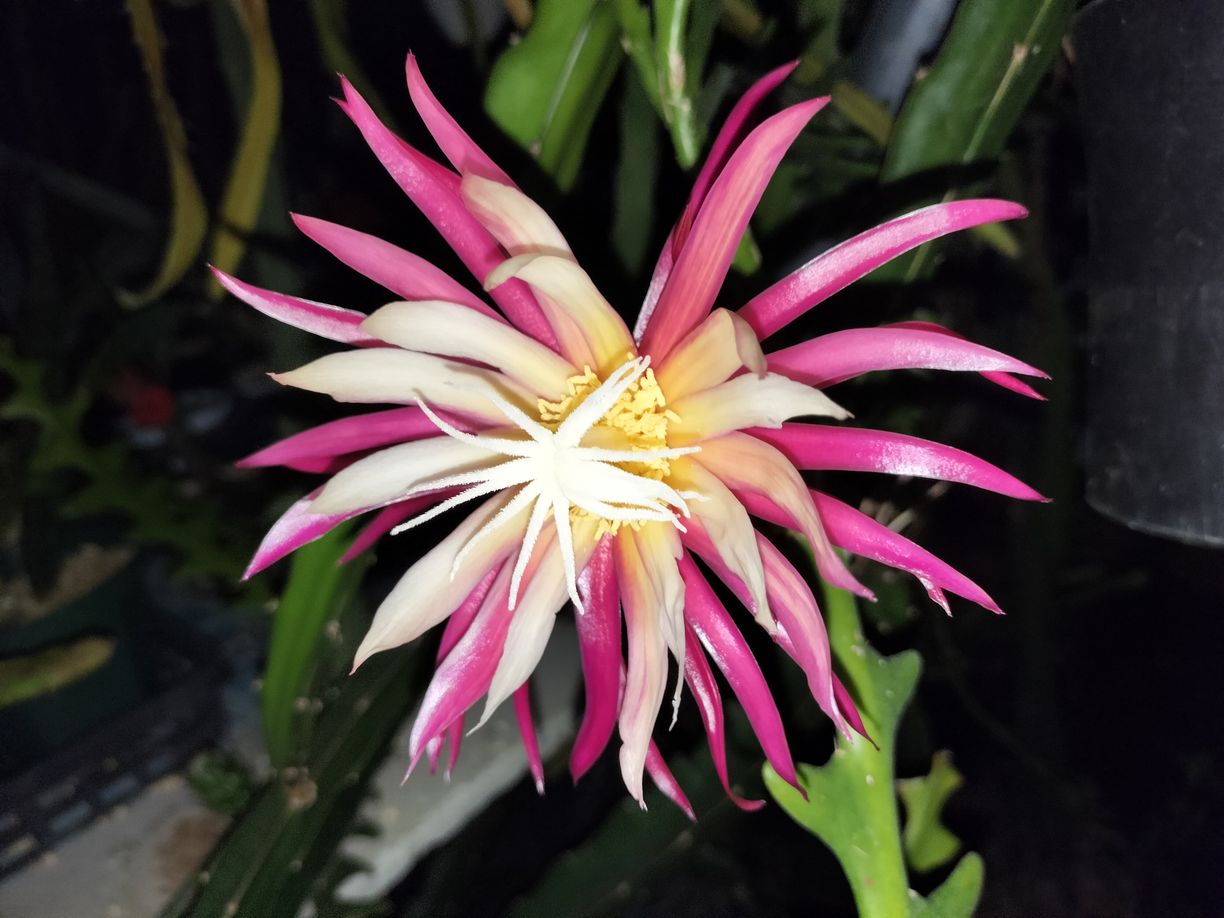 セレニケレウス属、ドラゴンフルーツ | UMBER KELP