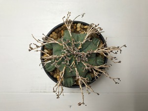 ユーフォルビア 仔吹きバリダ