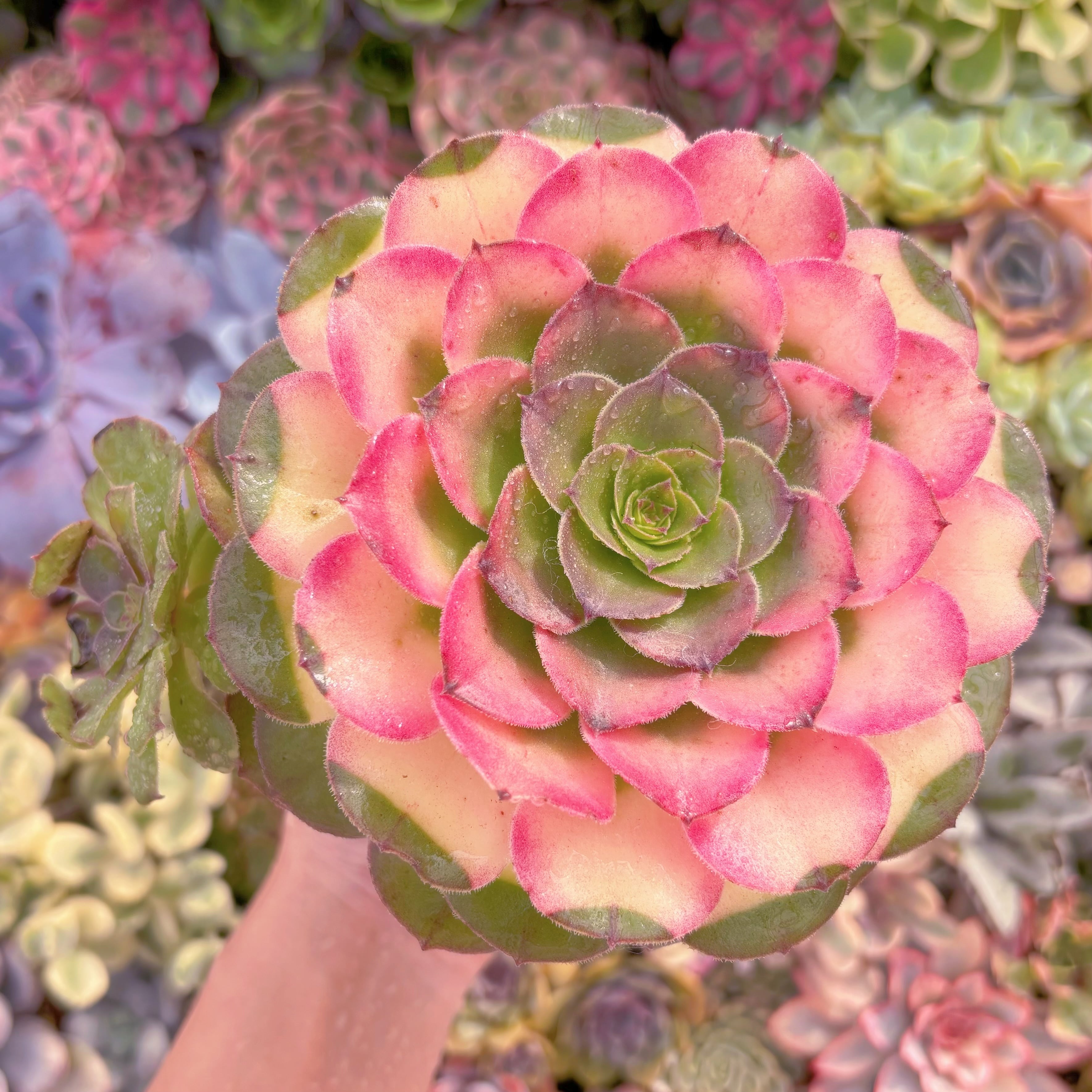 現品　ハロウィン錦#A035　大群生　新入荷　るる農園