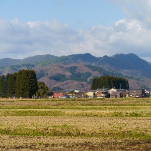 【山菜】おおしま農縁 春のめばえセット